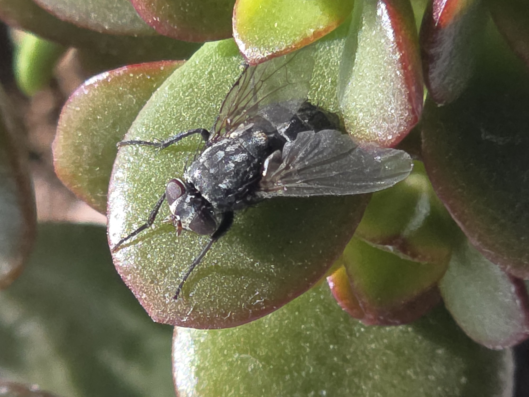 Witness documents flies on plants and sky views