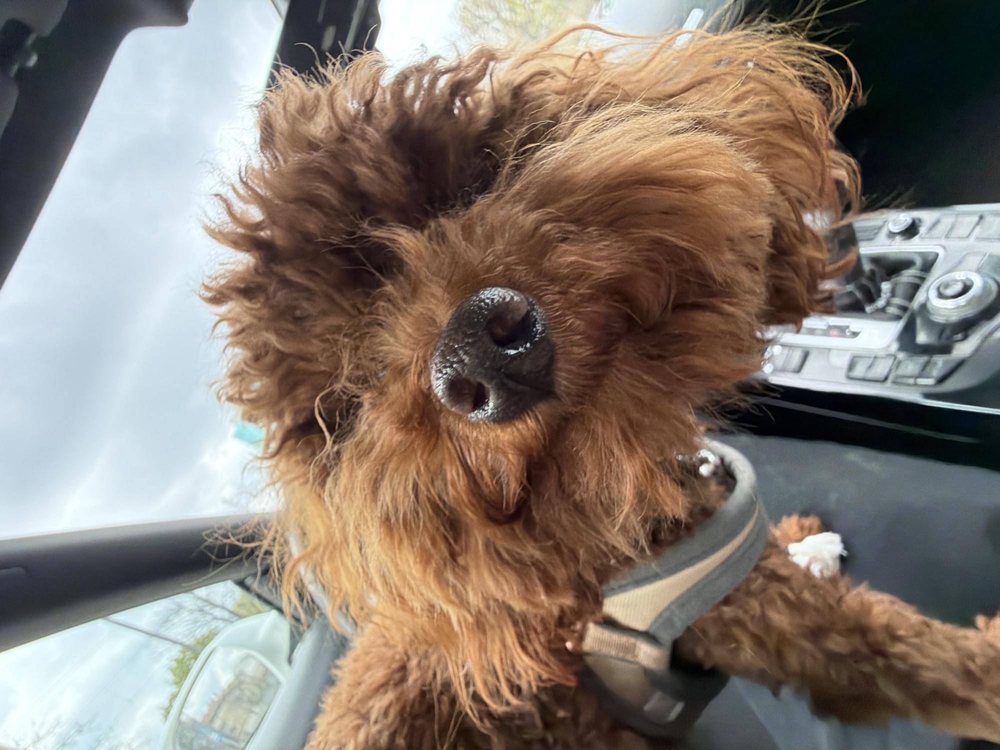 Curly-haired dog rests in car in Sofia, Bulgaria