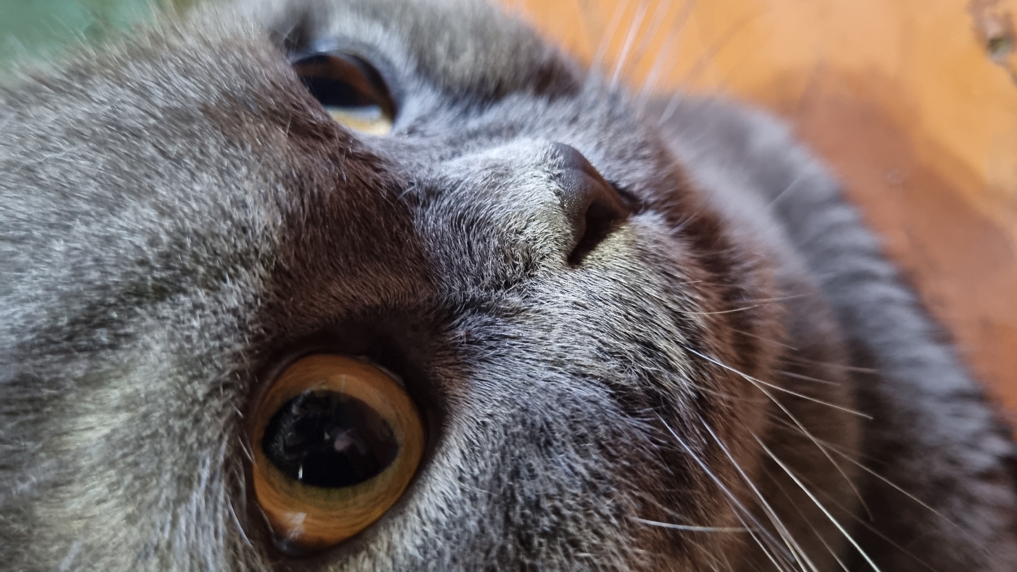 Grey Scottish Fold cat photographed up close, Vysokoe Russia