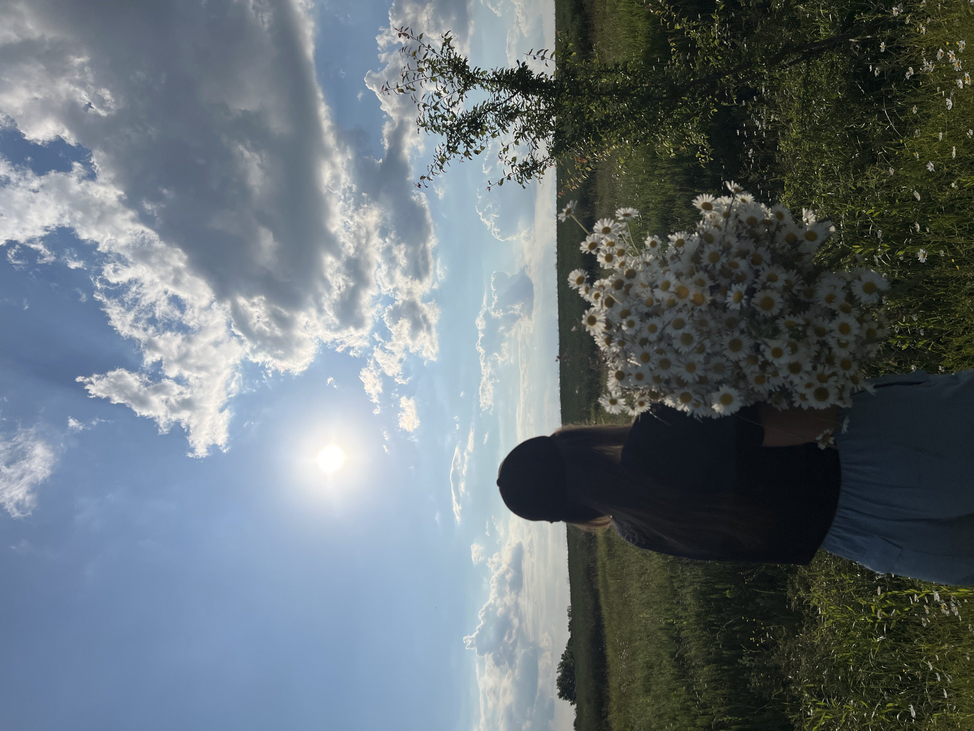 Daisy field moment in Ilavche, Ukraine