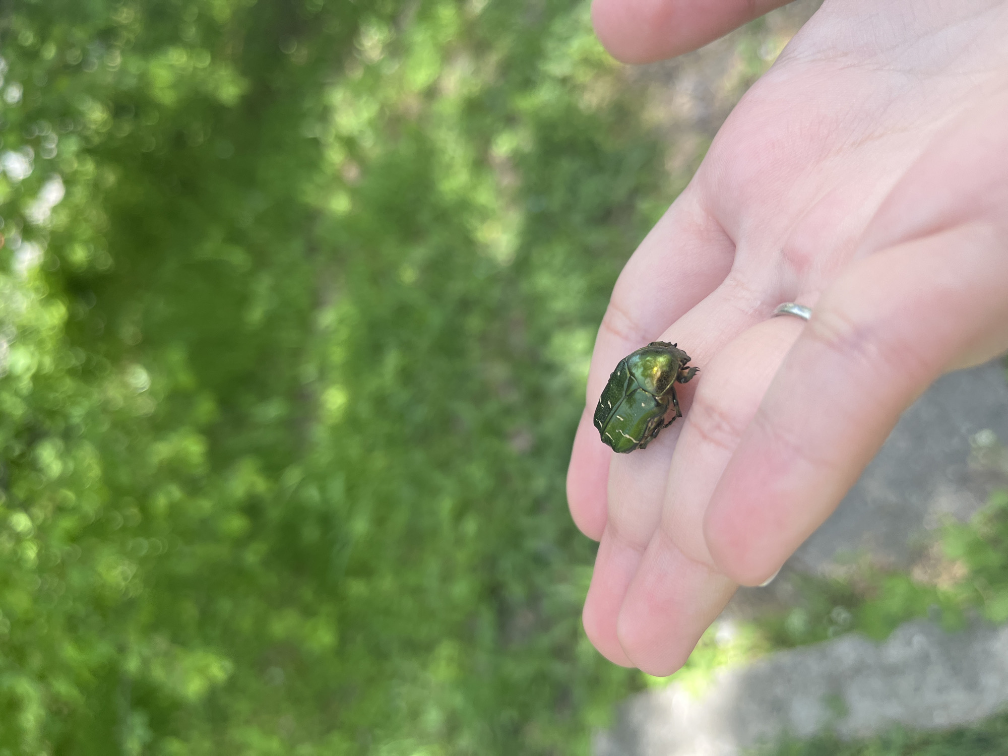 Person holds green beetle in palm in Pleven