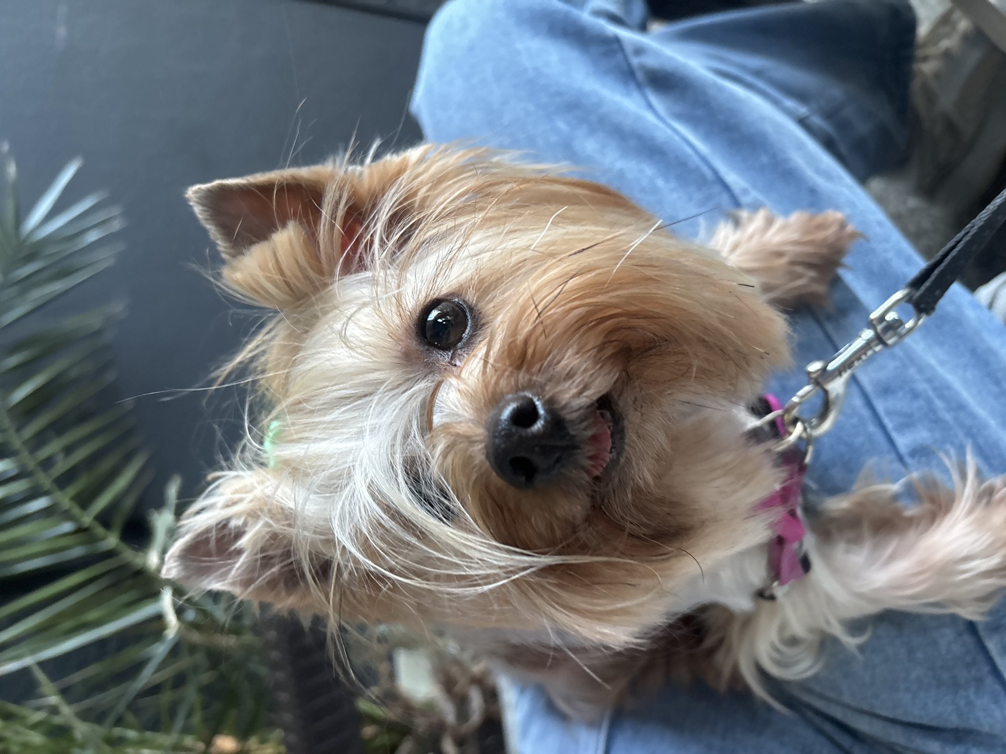Yorkshire Terrier with green bow photographed in Bulgaria