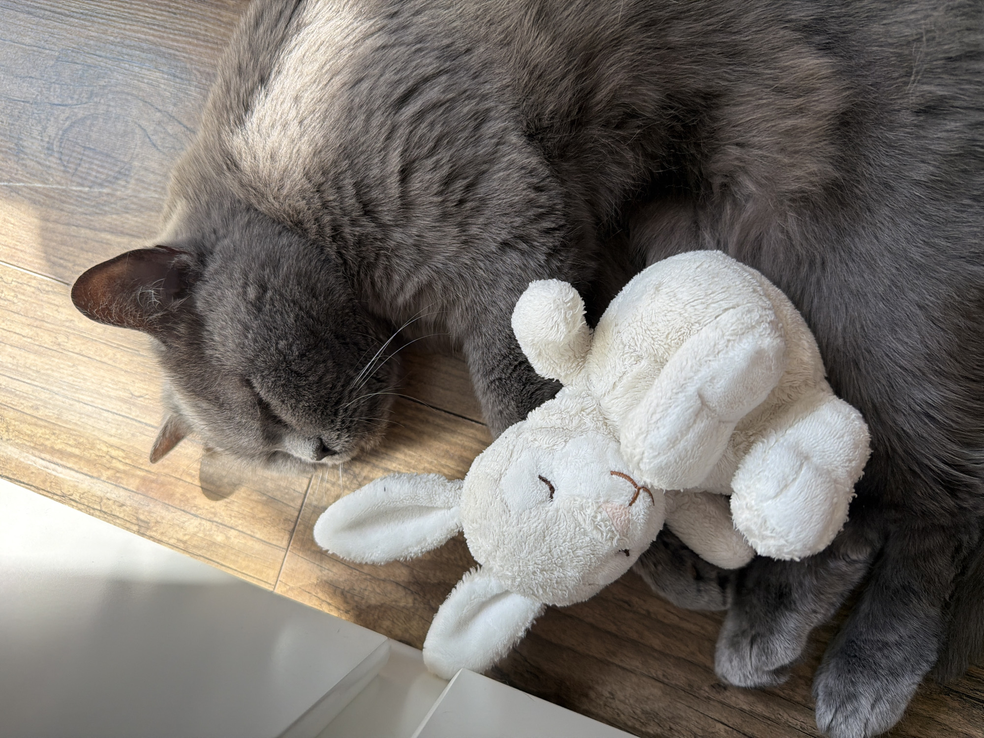 Gray cat sleeps peacefully on wooden floor in Riga