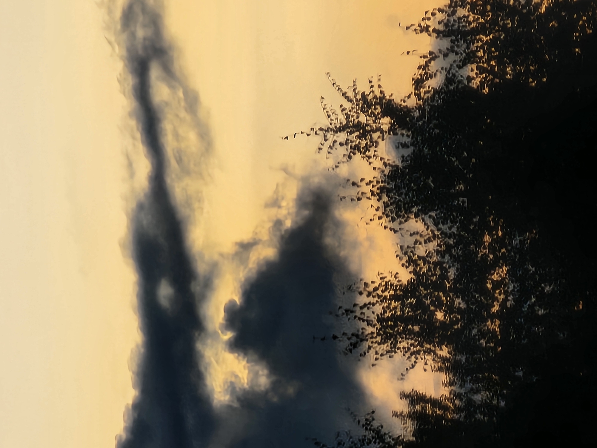 Golden sunset through silhouetted trees in Khimki, Russia