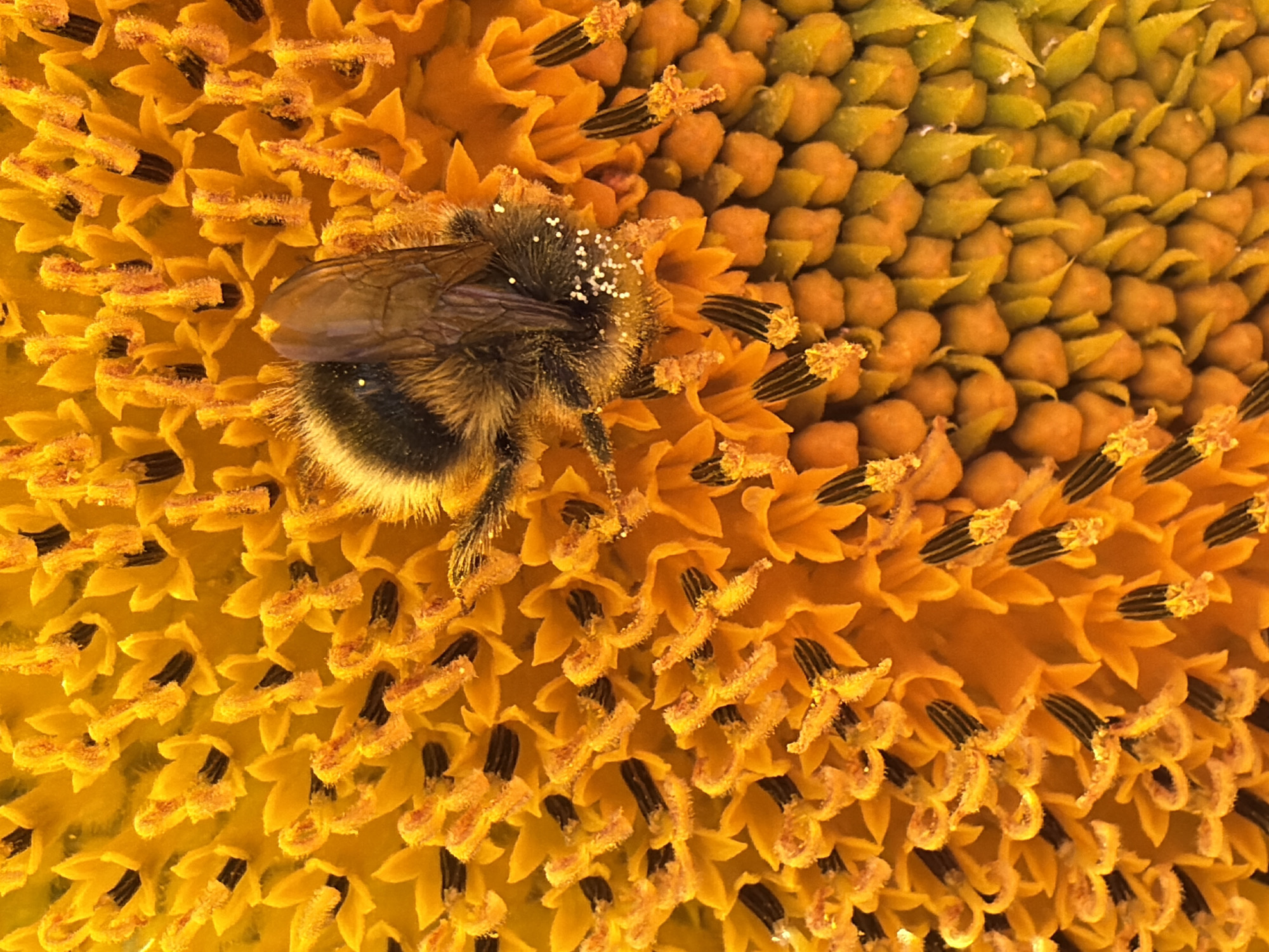 Bumblebees on sunflowers, summer morning in Chaikovsky