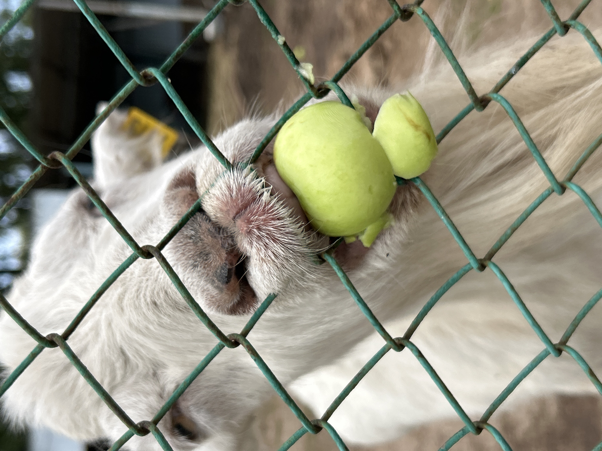 Farm animals up close at a small zoo in Chaikovsky