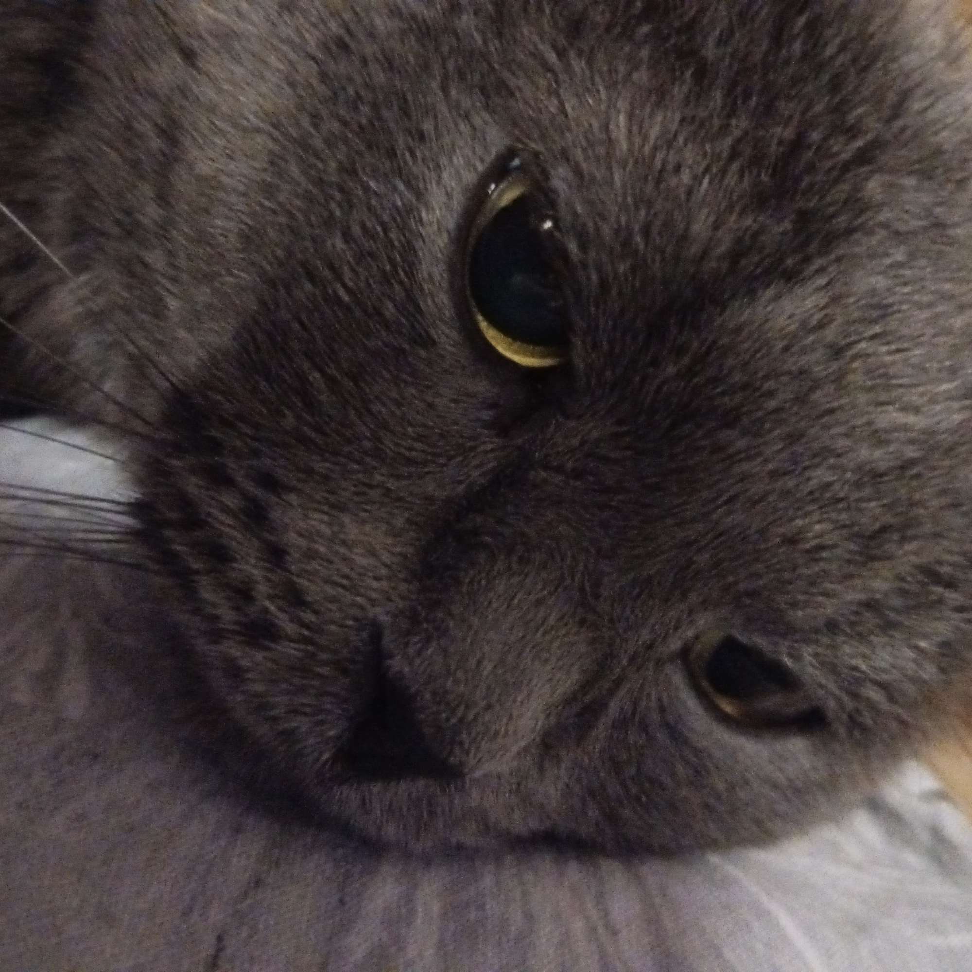 Dense fog shrouds Chaikovsky streets as resident cat observed