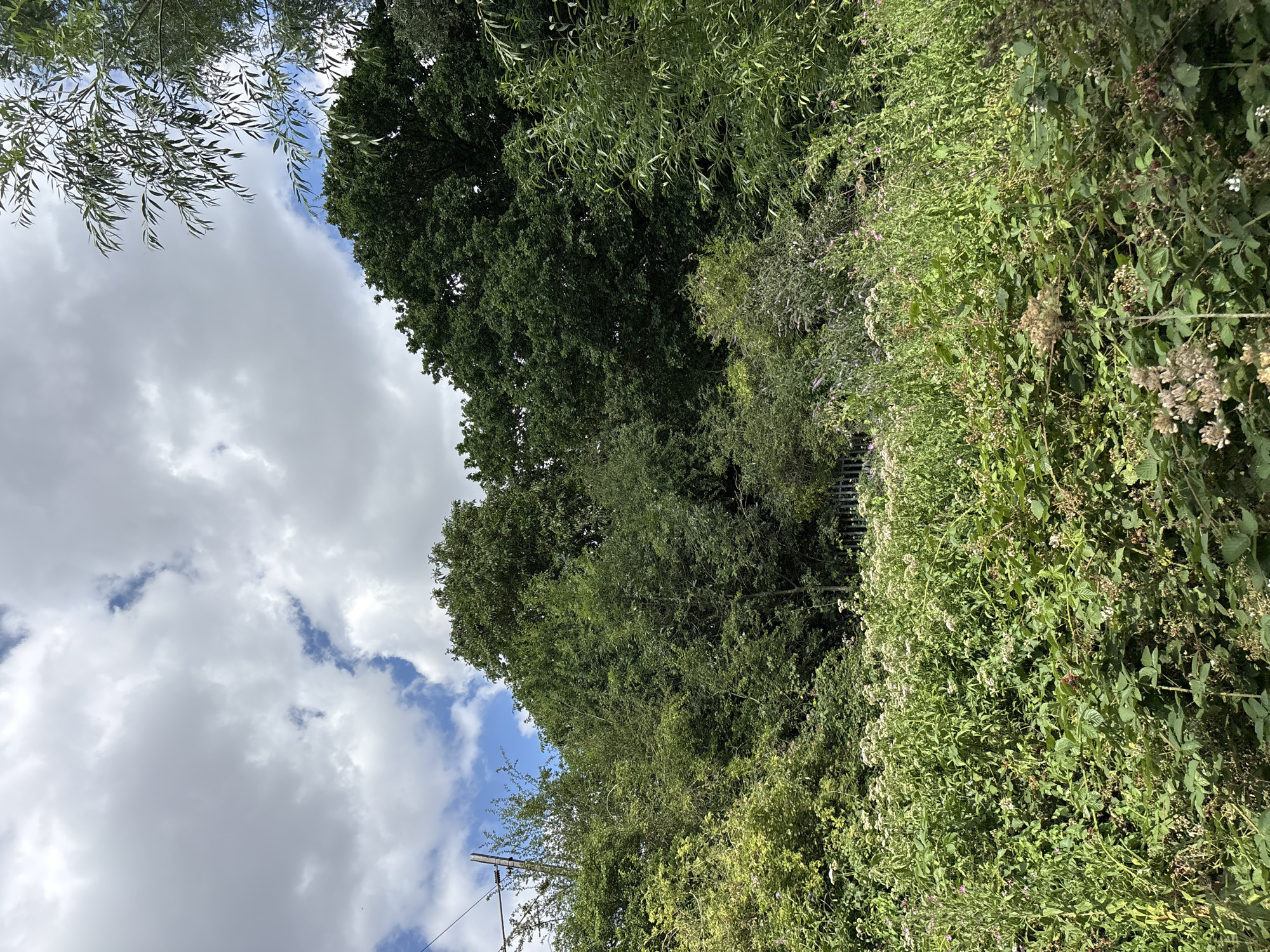Summer afternoon walk through Chelmsford's green spaces and streets
