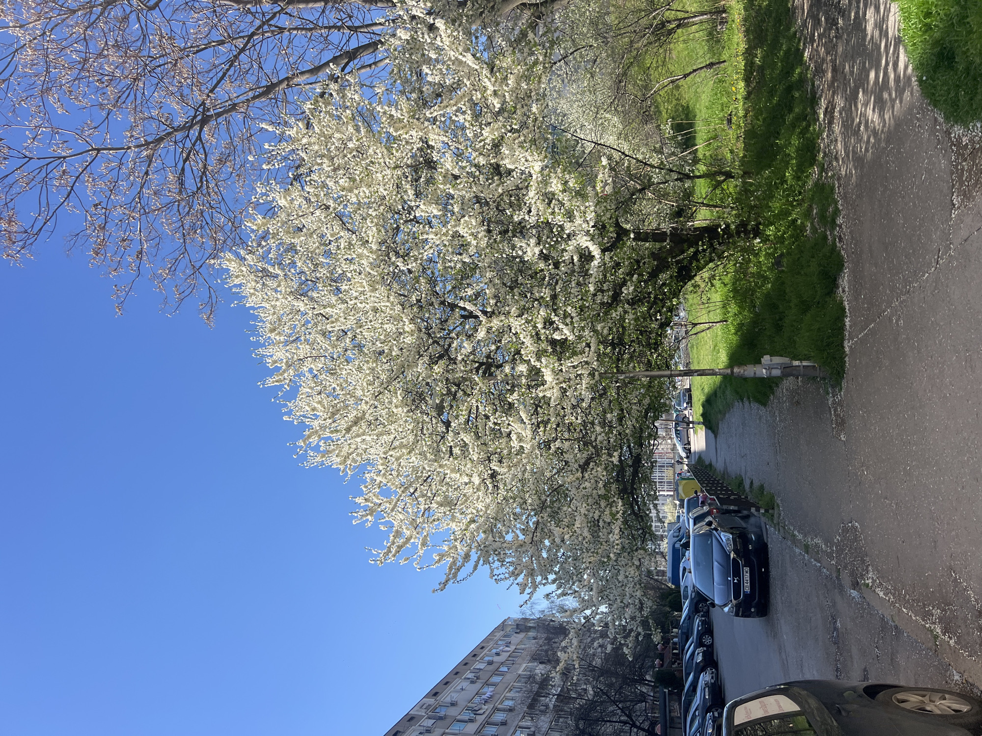 Spring morning moments captured across Sofia streets and sidewalks