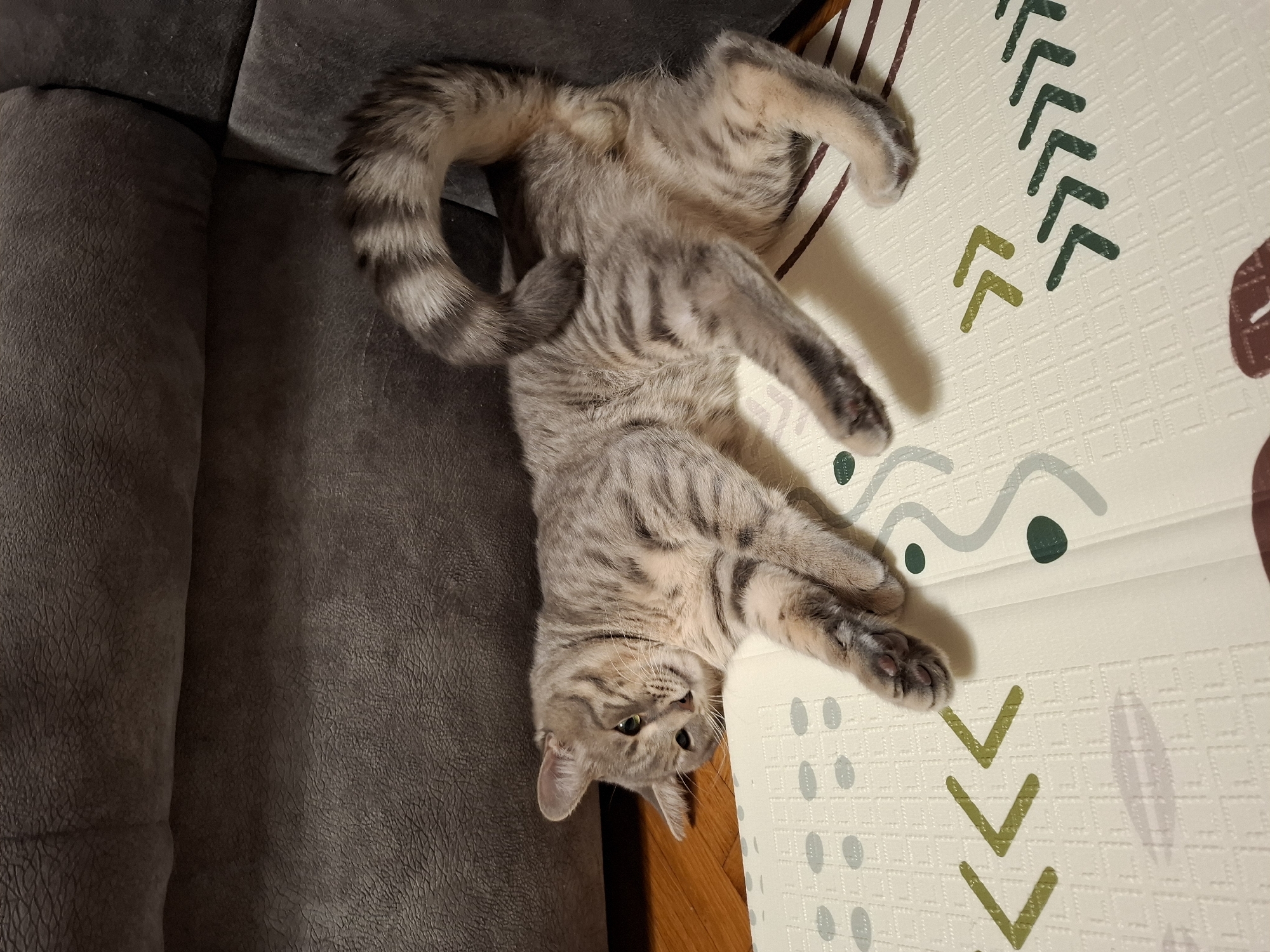 Playful tabby cat documented in multiple poses at Novi Sad home