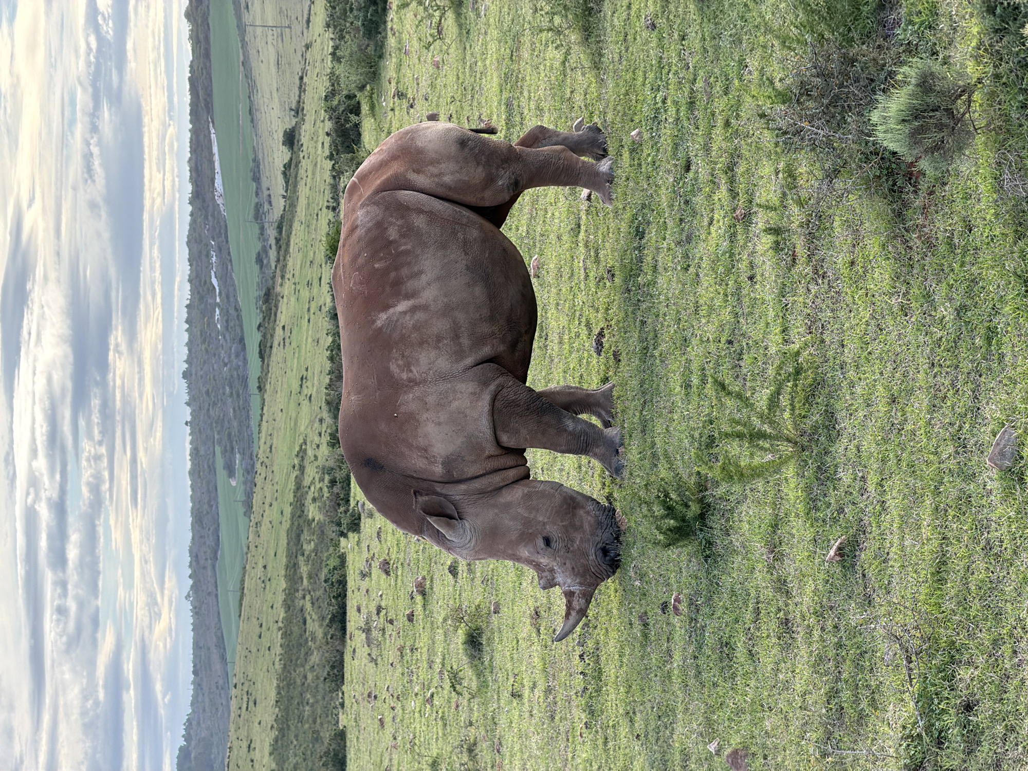 Rhinoceros spotted in grassy field near George, South Africa