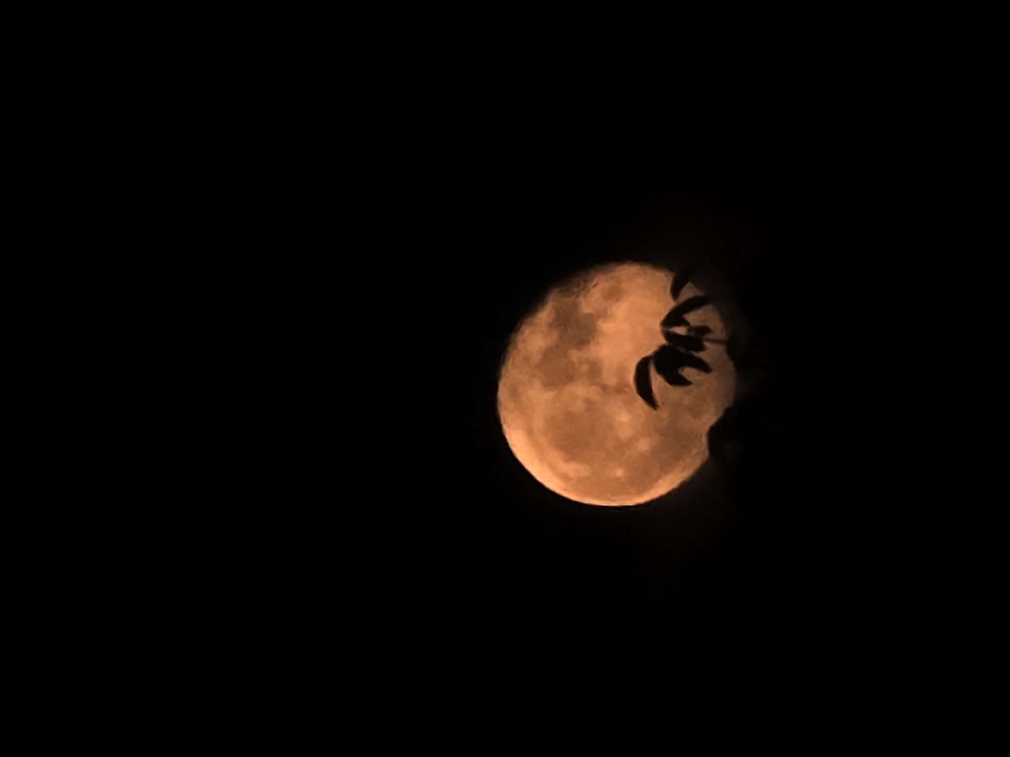 Orange-red full moon observed against starless night sky