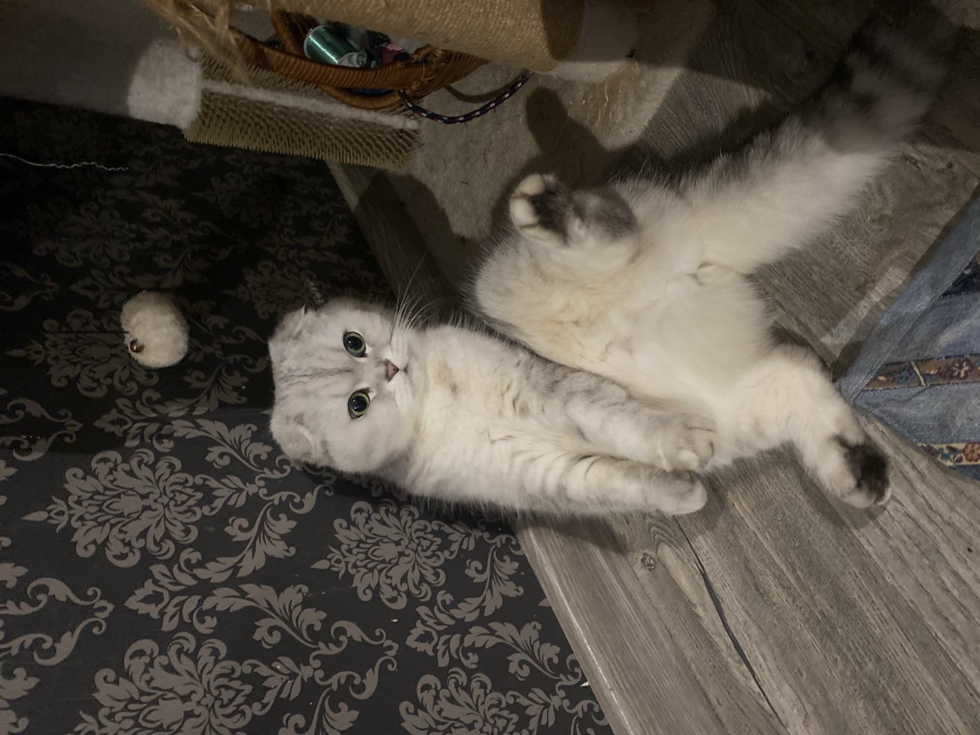 Scottish Fold cat lounging on hardwood floor