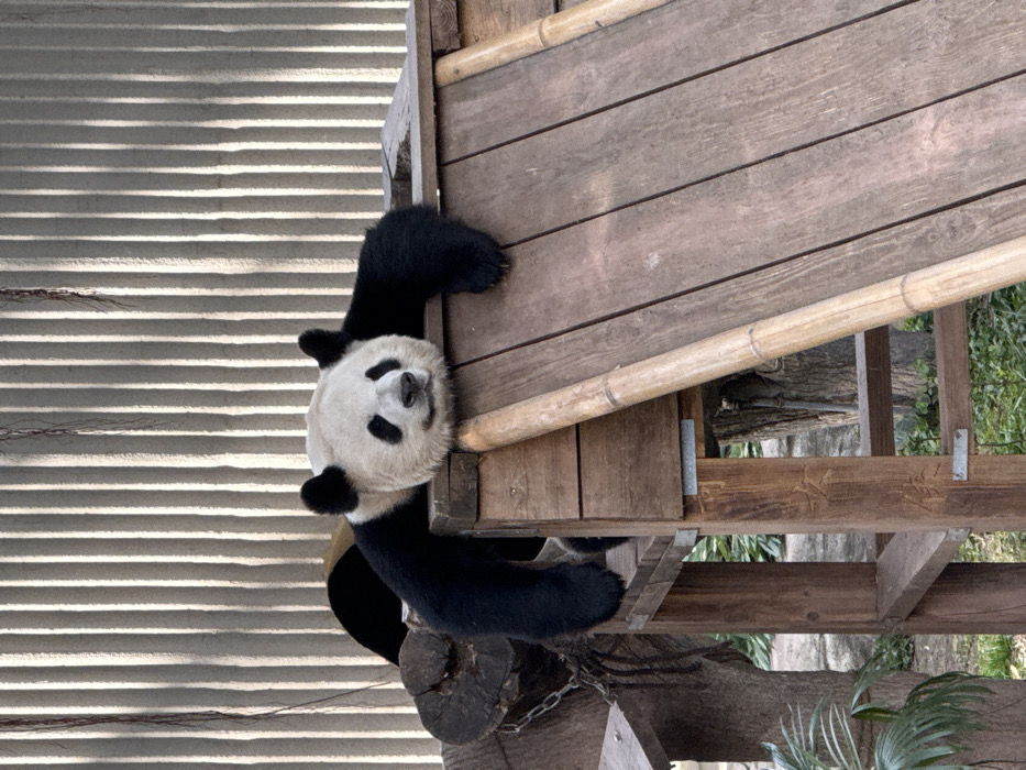 Zoo visitor captures pandas and crowds during Lunar New Year celebration