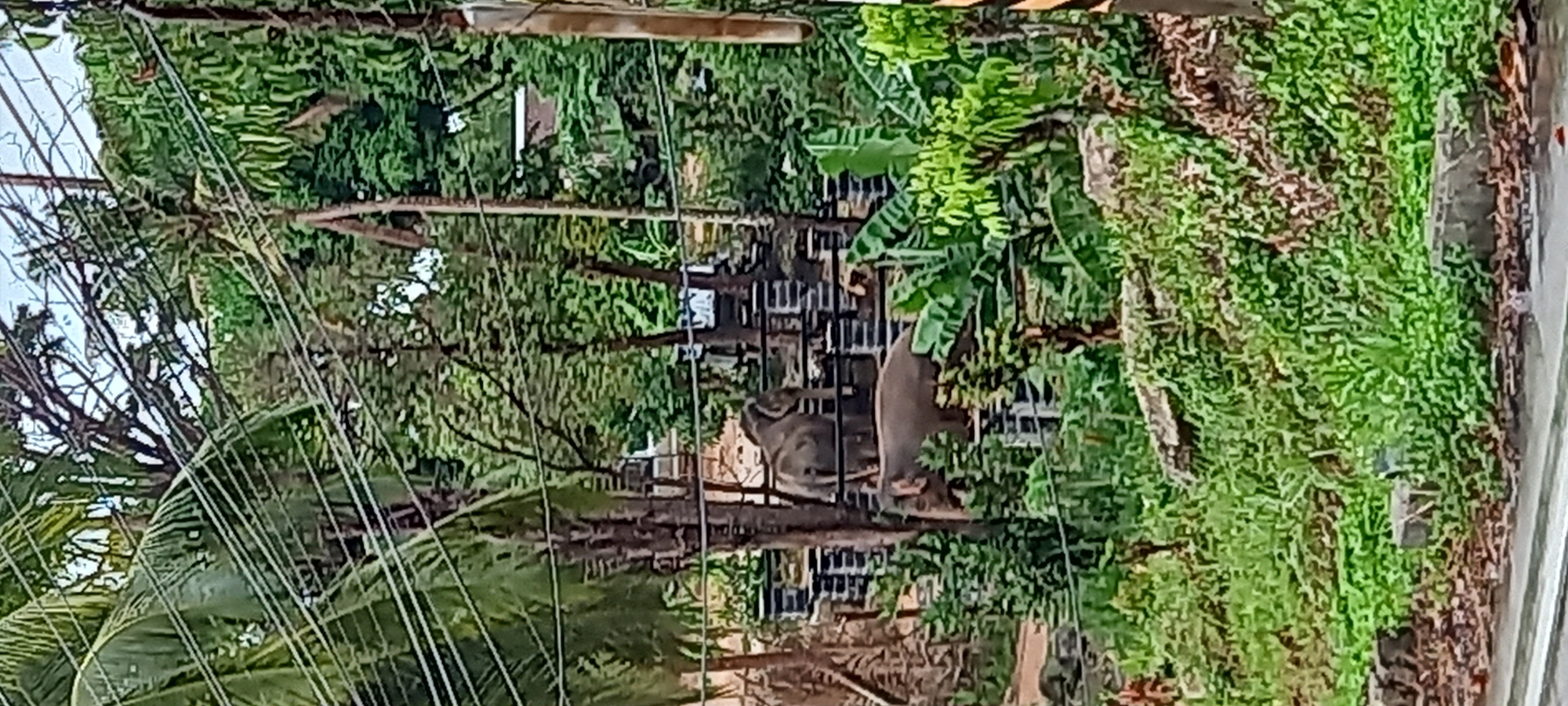 Two monkeys spotted near fence and power lines in Thailand