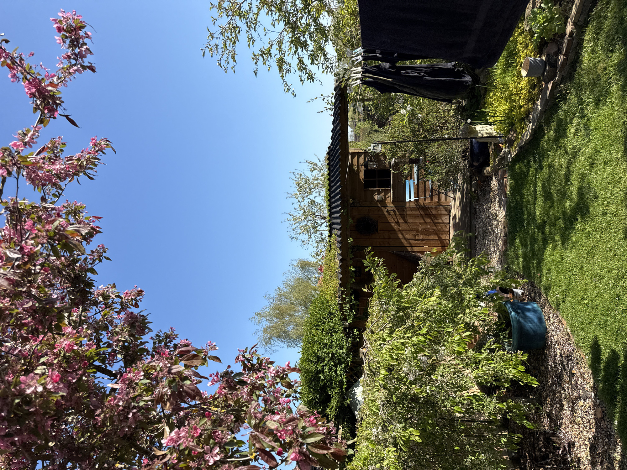 Spring morning garden scenes captured in Hitchin backyard