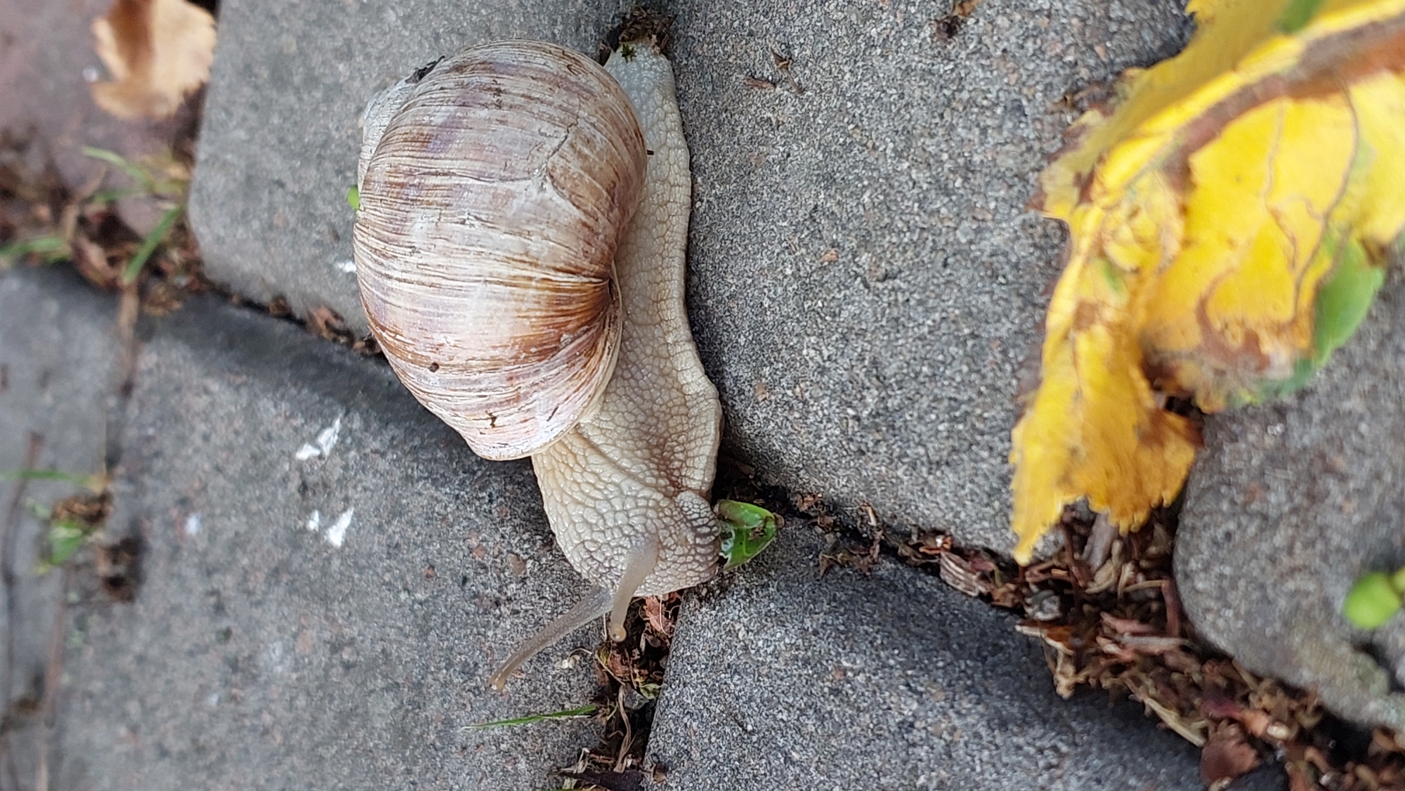 Garden snails, a sunbathing cat, and a chihuahua on a quiet afternoon