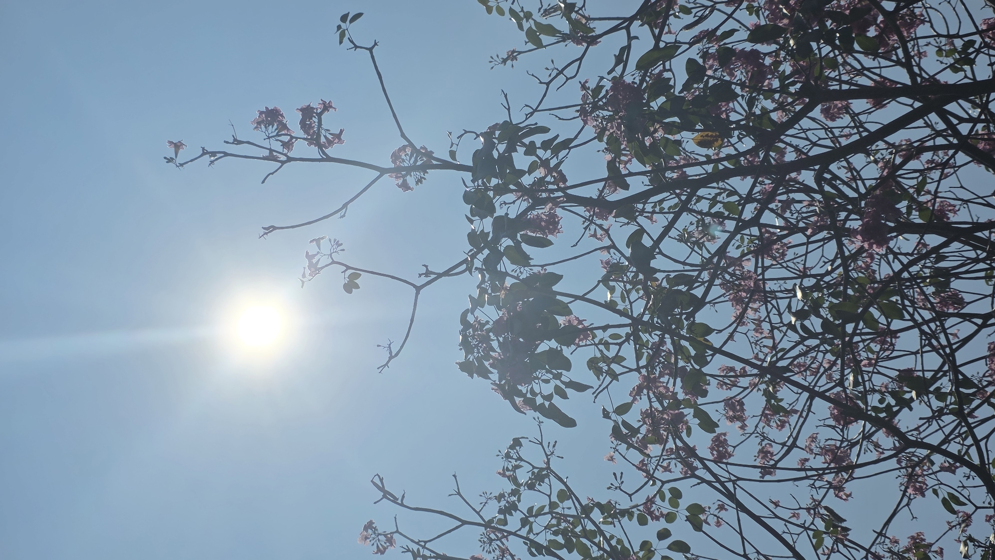 Pink flowers fall from tree in Nha Trang