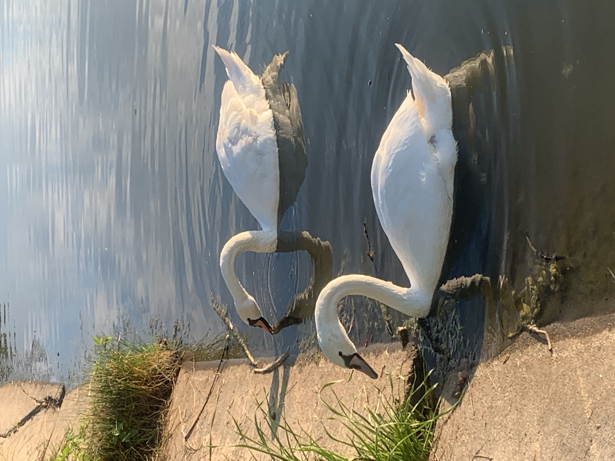 Two swans on a sun-reflecting waterway in Kolomyia