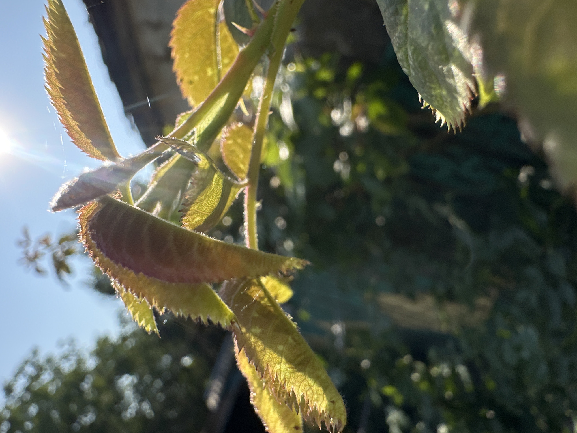 Macro garden details in Lobacheve on a July morning
