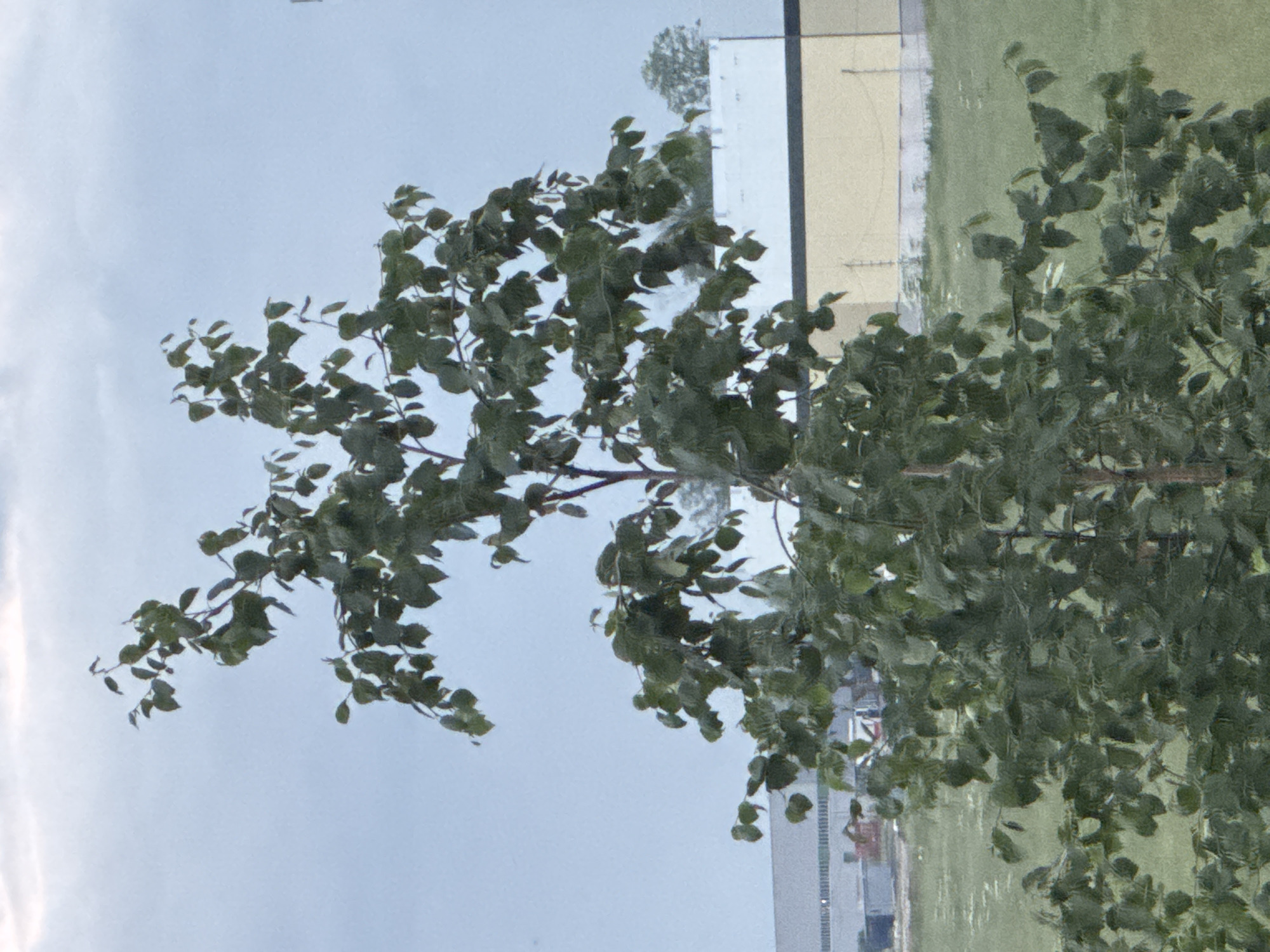 Summer afternoon in a Domodedovo courtyard: gardens, cherries, and toys
