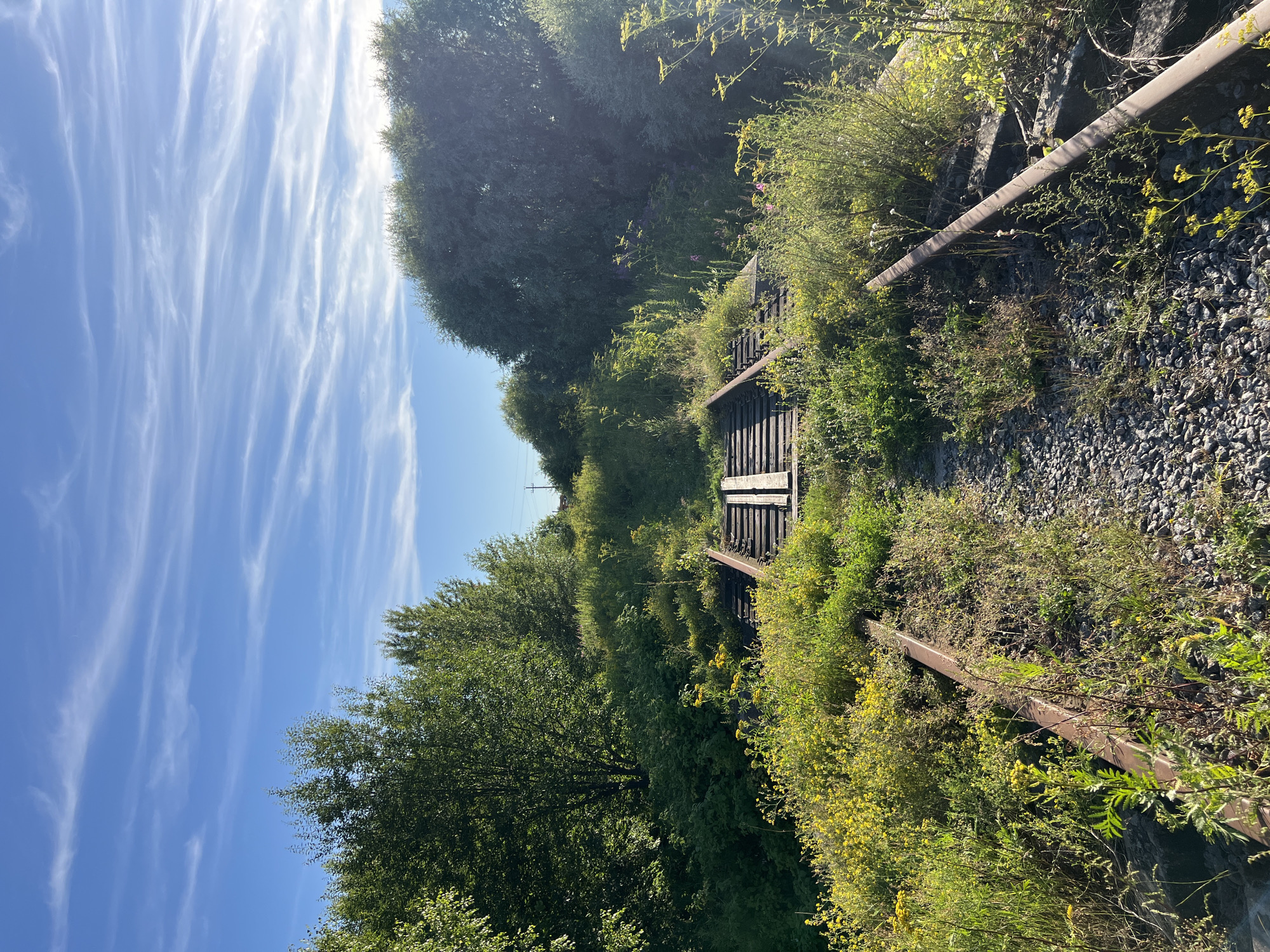 Overgrown abandoned railway track swallowed by summer greenery