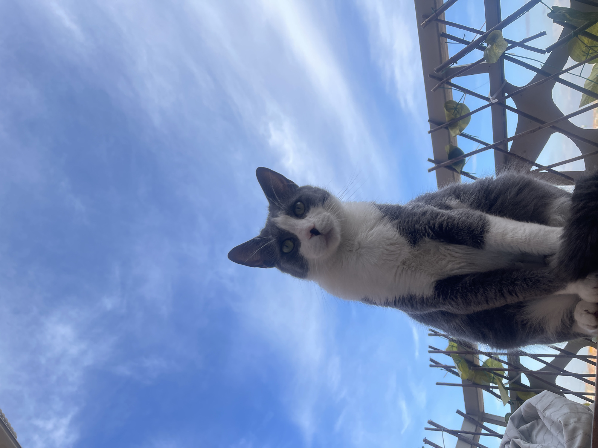 Cat and construction scenes captured in Marrakesh development area