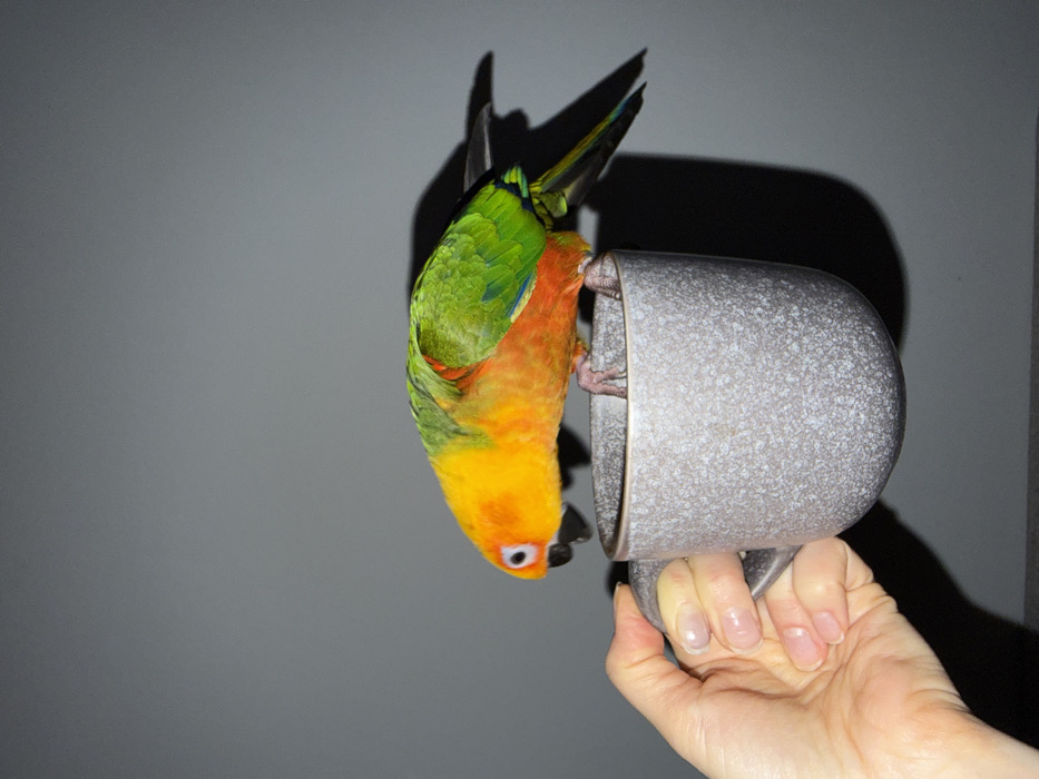 Woman and Sun Conure parrot share casual indoor moments