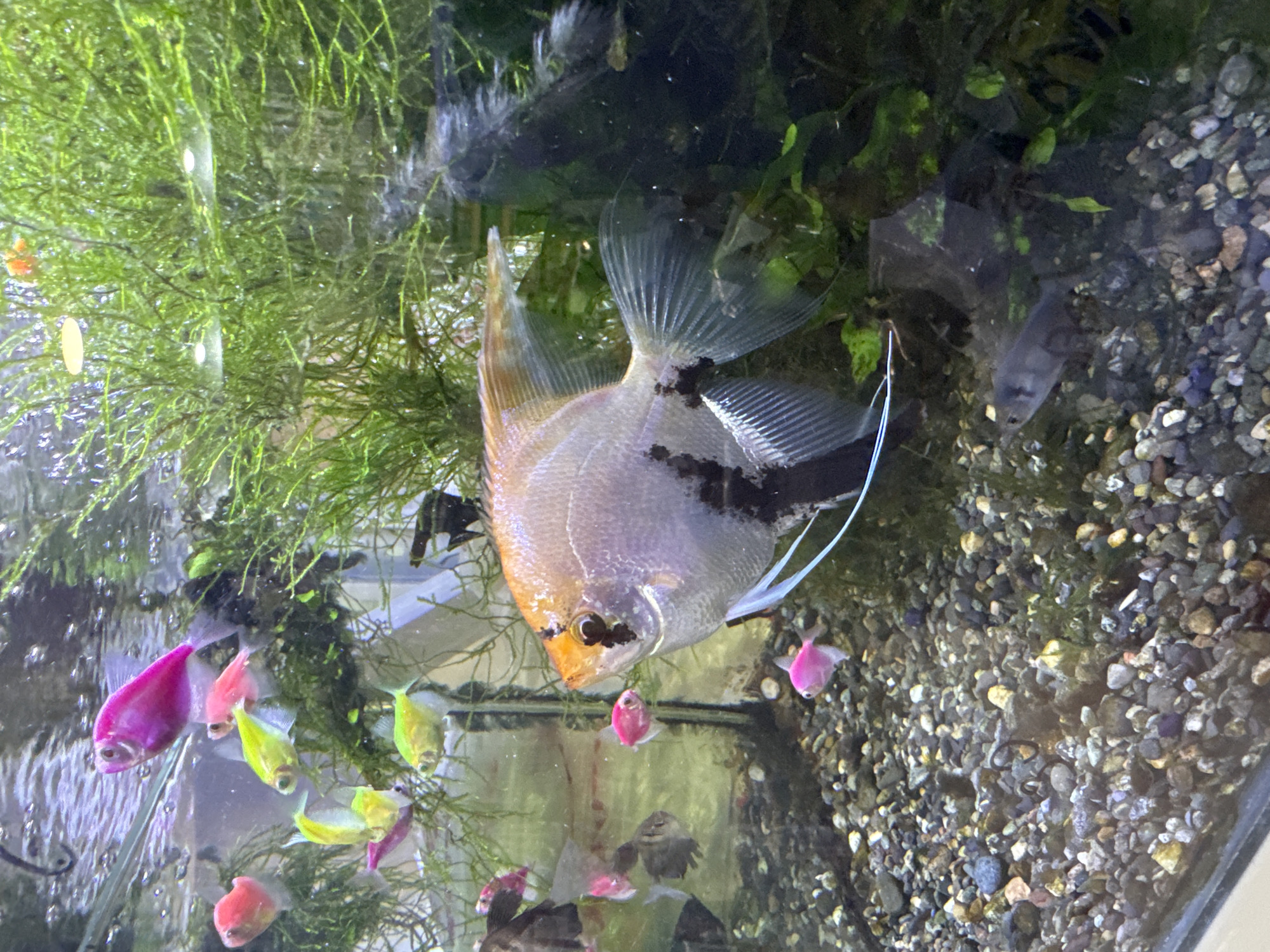 Batumi morning: fish tanks, pets, and home life