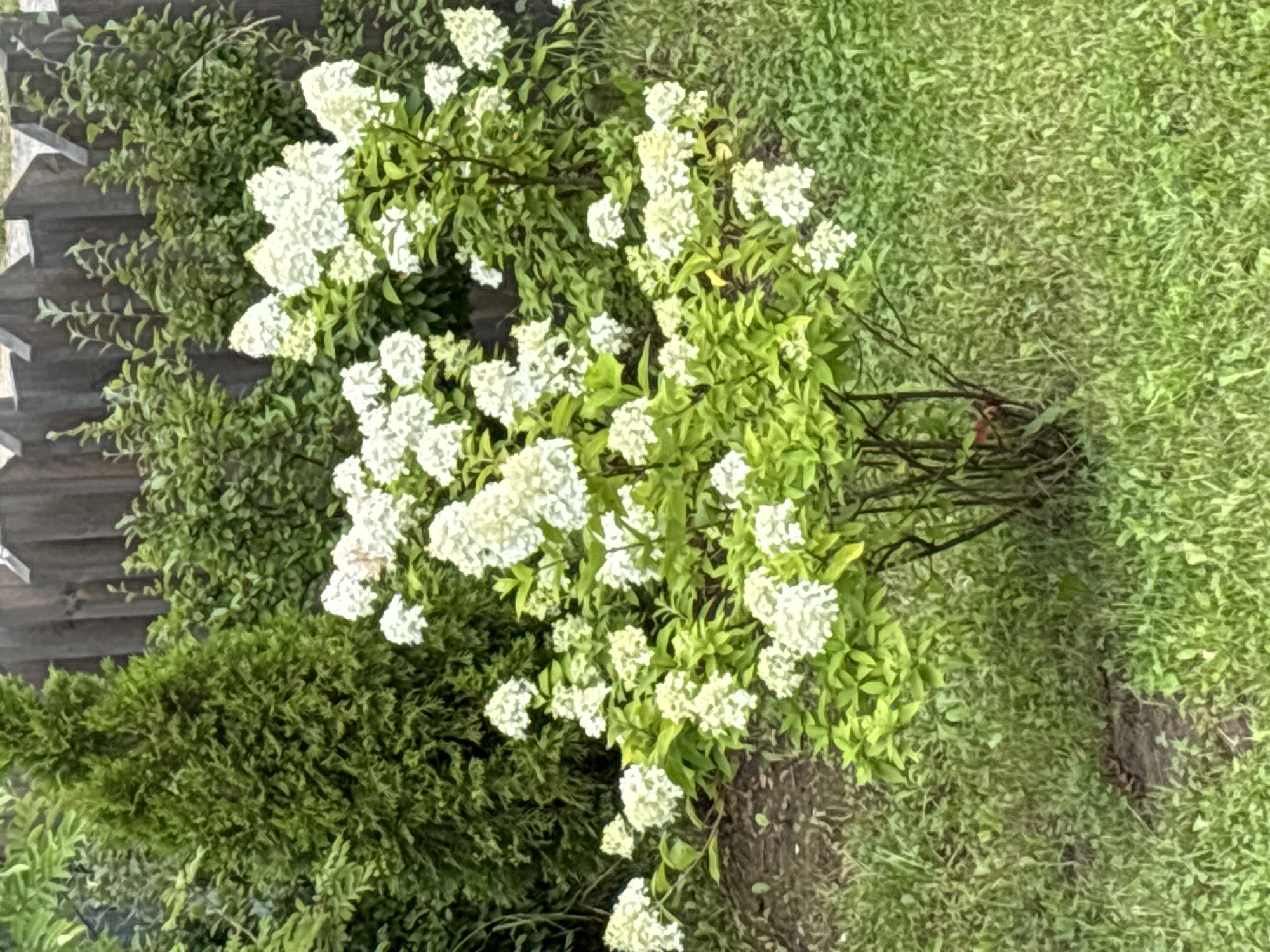 Garden, stormy skies, and window views in suburban Zvenigorod