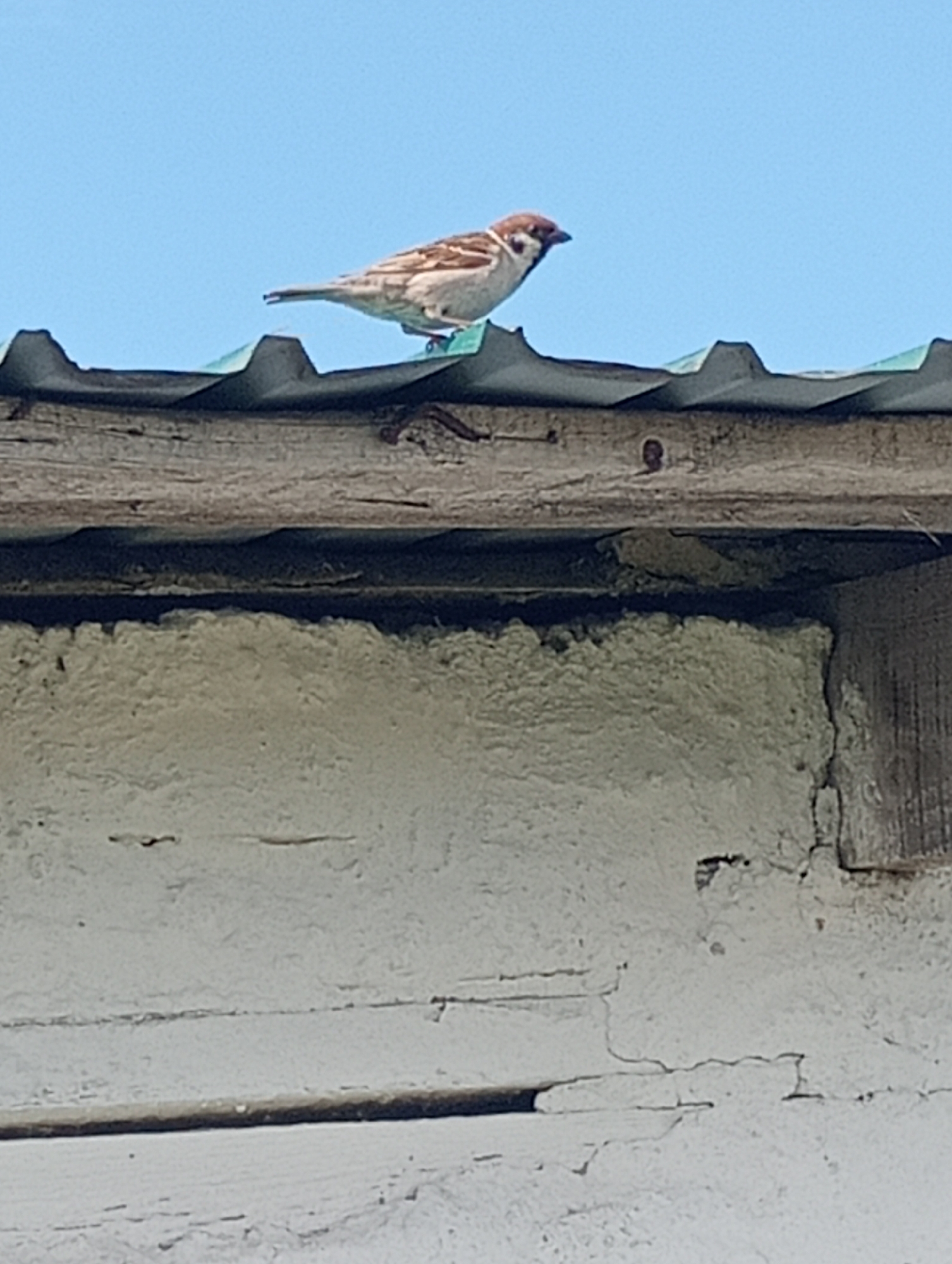 Rural morning observations capture wildlife, industry, vegetation over 25 minutes
