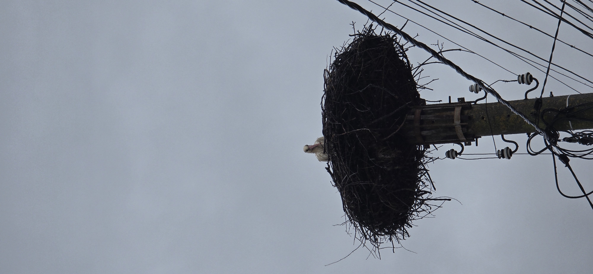 Stork nest spotted on utility pole in Bulgarian village