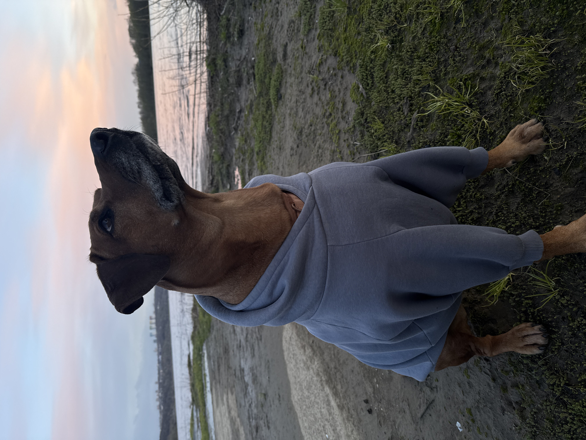 Hooded dog photographed repeatedly by Nizhny Novgorod riverside at sunset