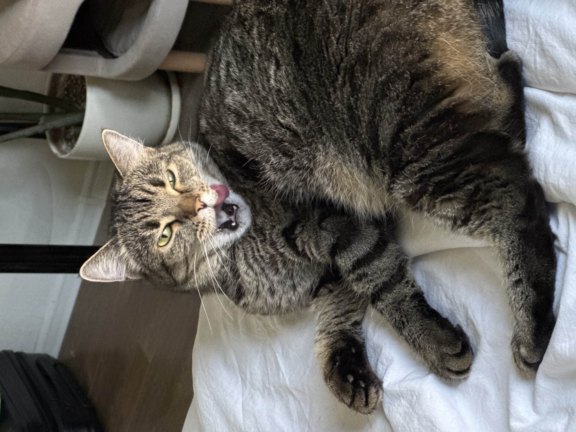 Moscow cats enjoy quiet morning moments at home