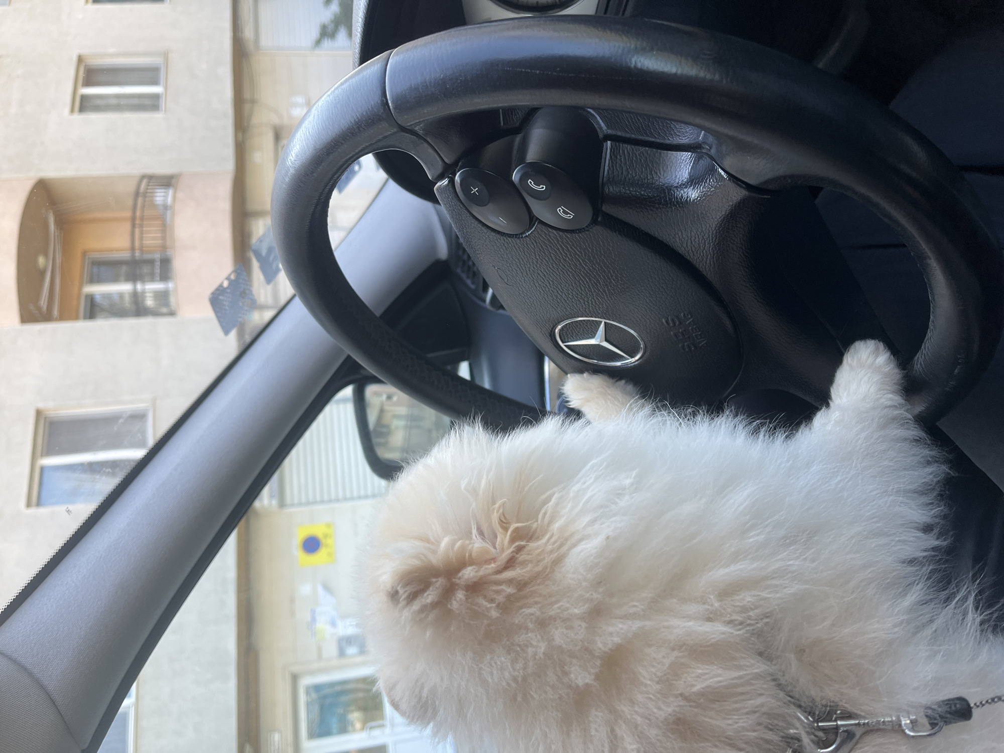Man and Pomeranian dog spend morning together in Varna