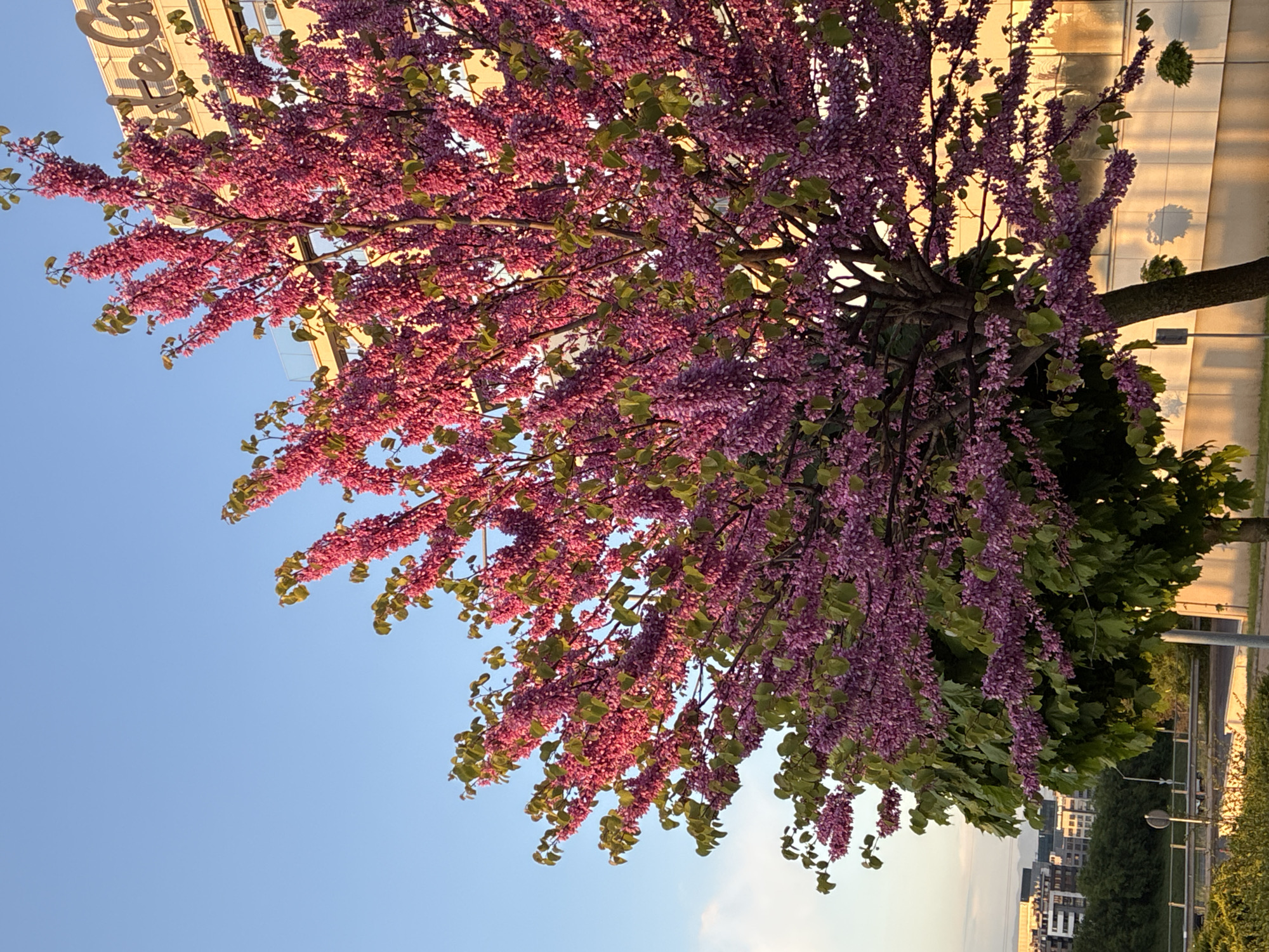Spring evening moments captured across Sofia streets and gardens