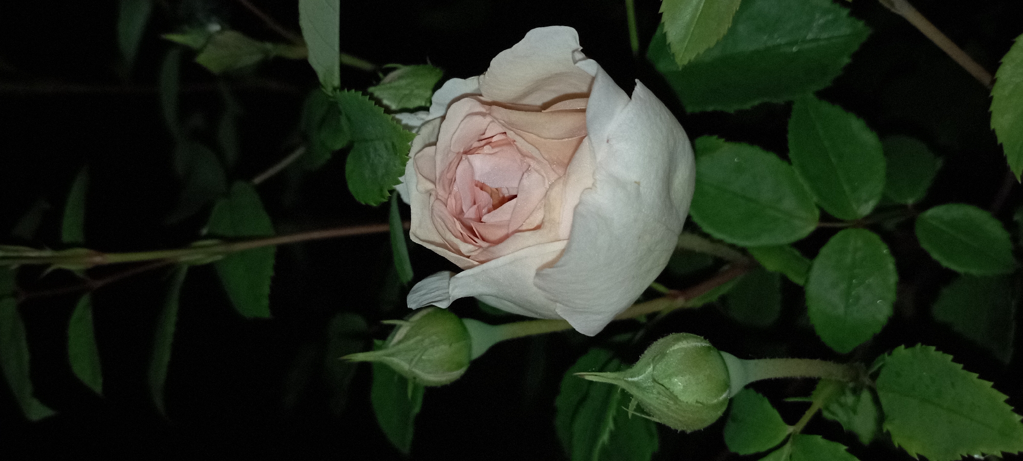 Night macro shoot of roses and orchids in Radisne, Ukraine