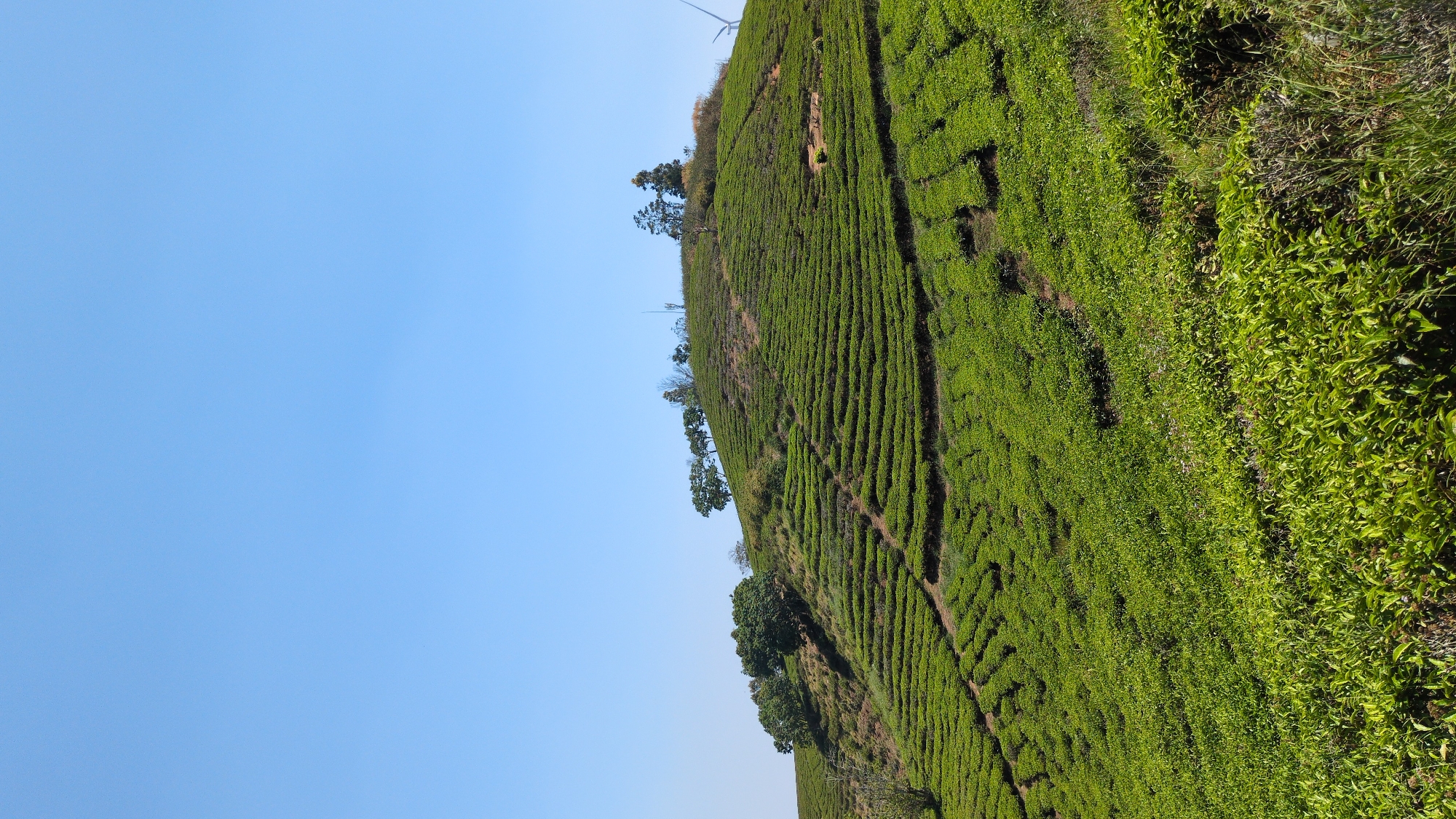 Tea plantations documented in Trường Thọ, Vietnam