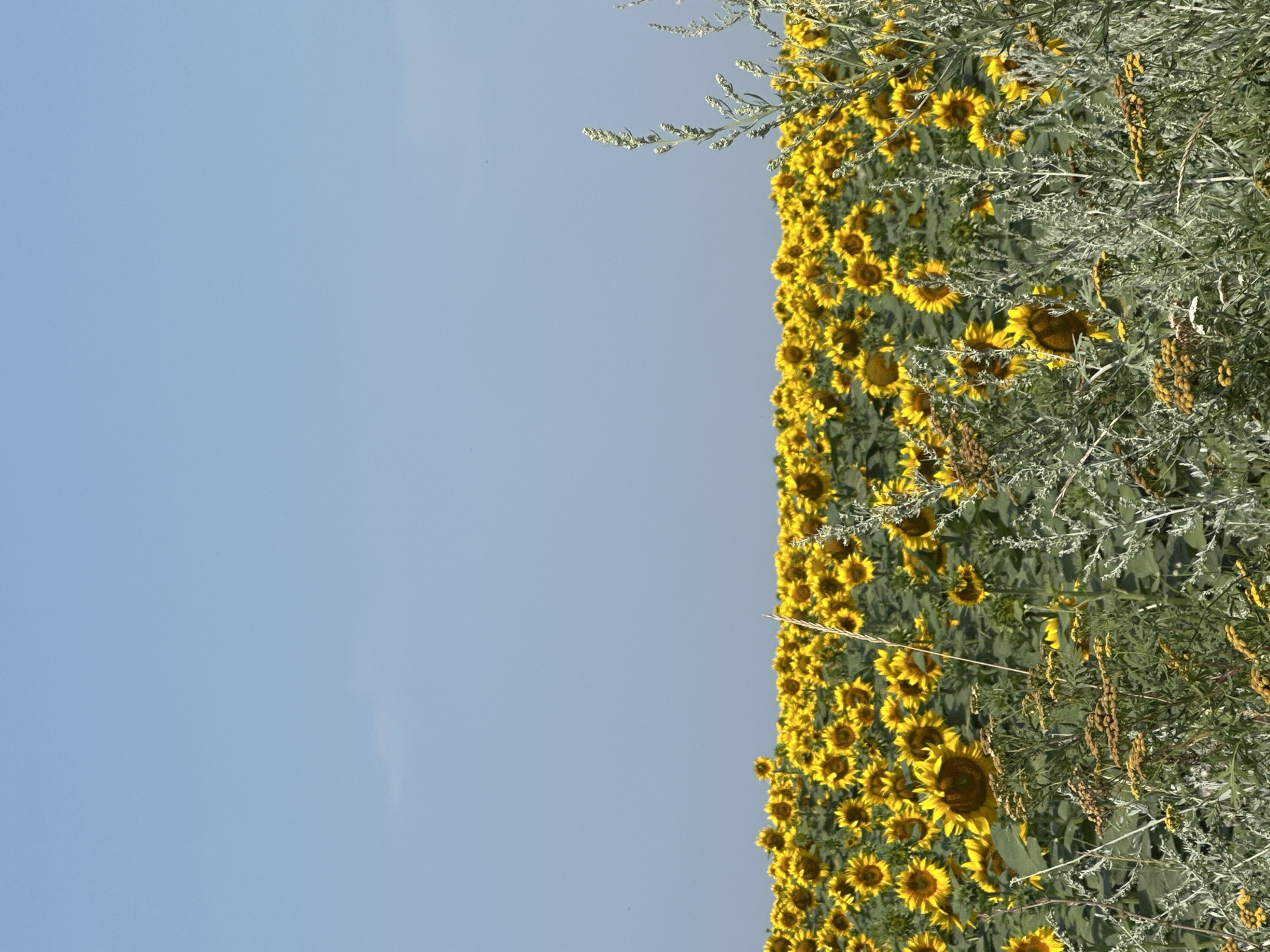 Sunflowers and dirt roads in the Moldovan countryside