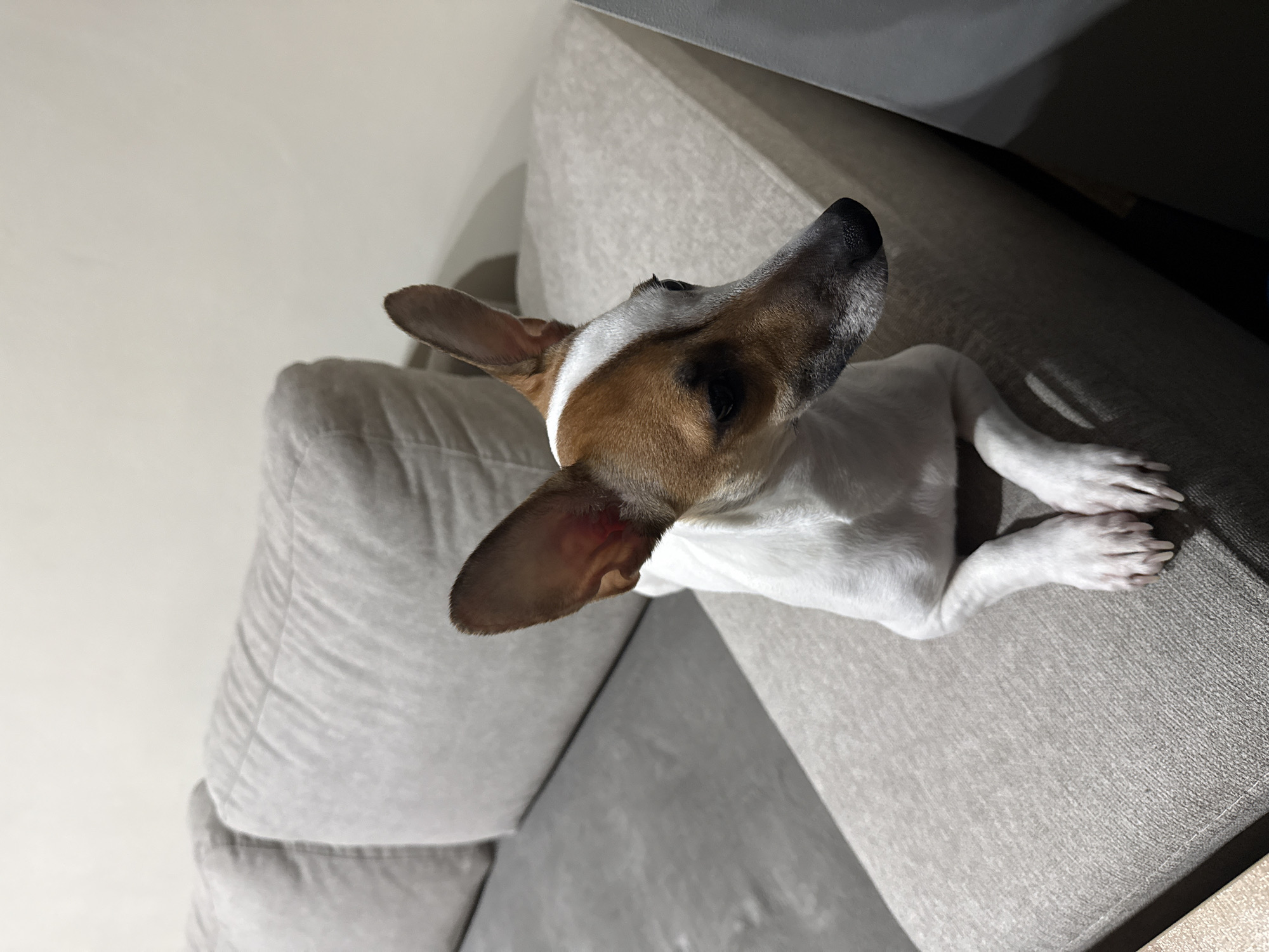 Jack Russell Terrier rests on couch in Burgas home