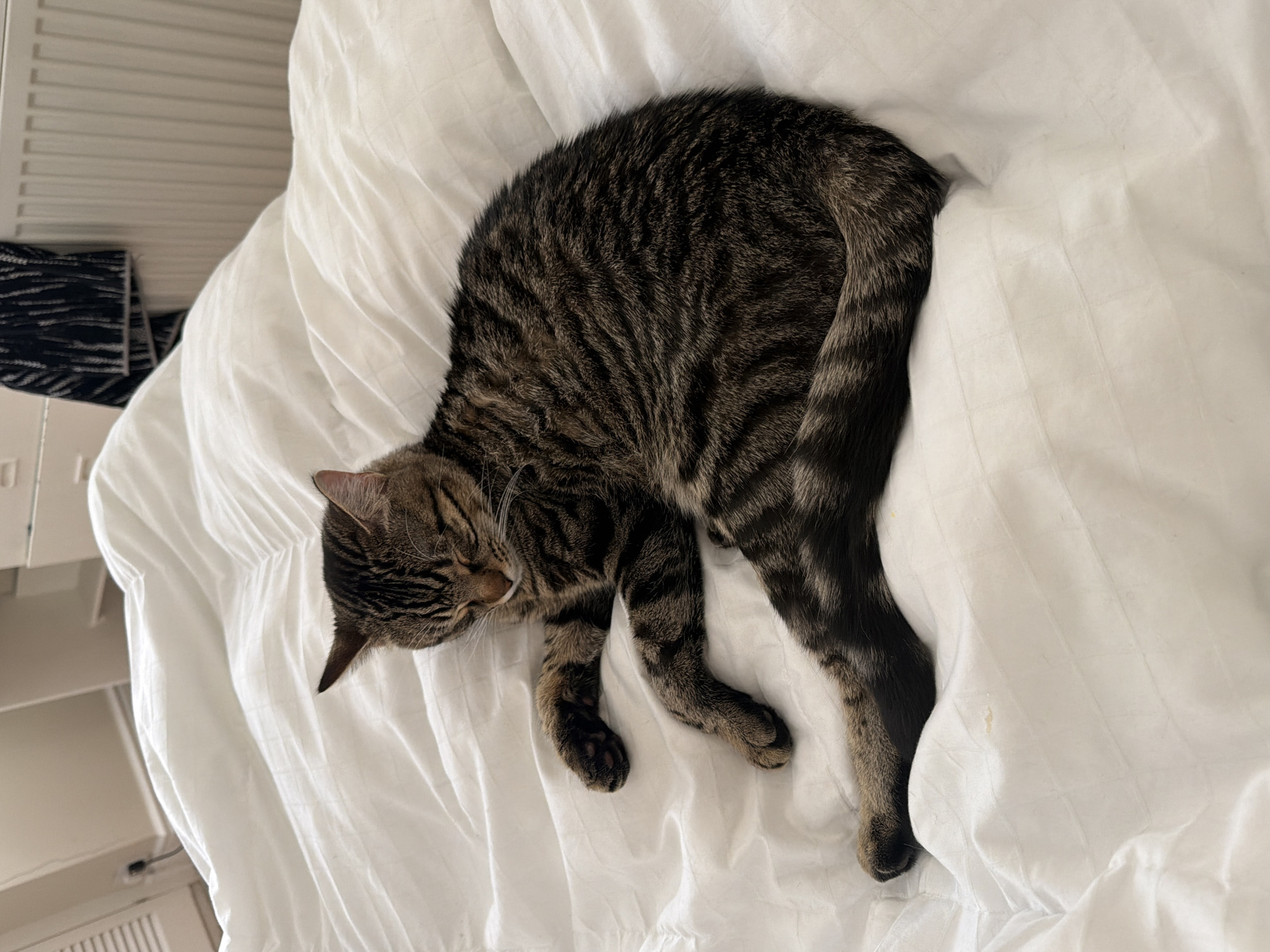 Two cats rest peacefully on bed in Folkestone home