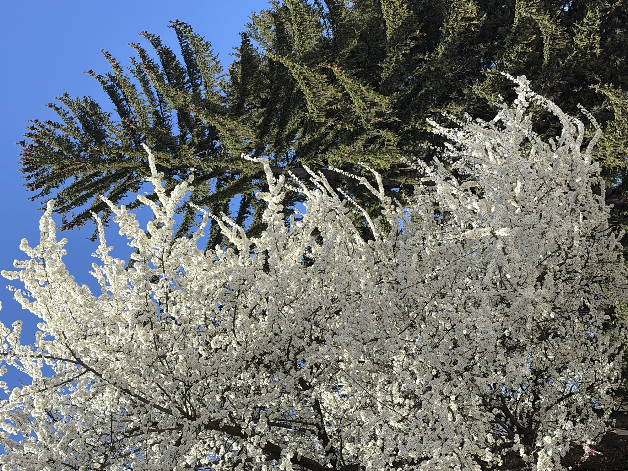 Spring blooms and cobblestone streets captured in Bansko, Bulgaria