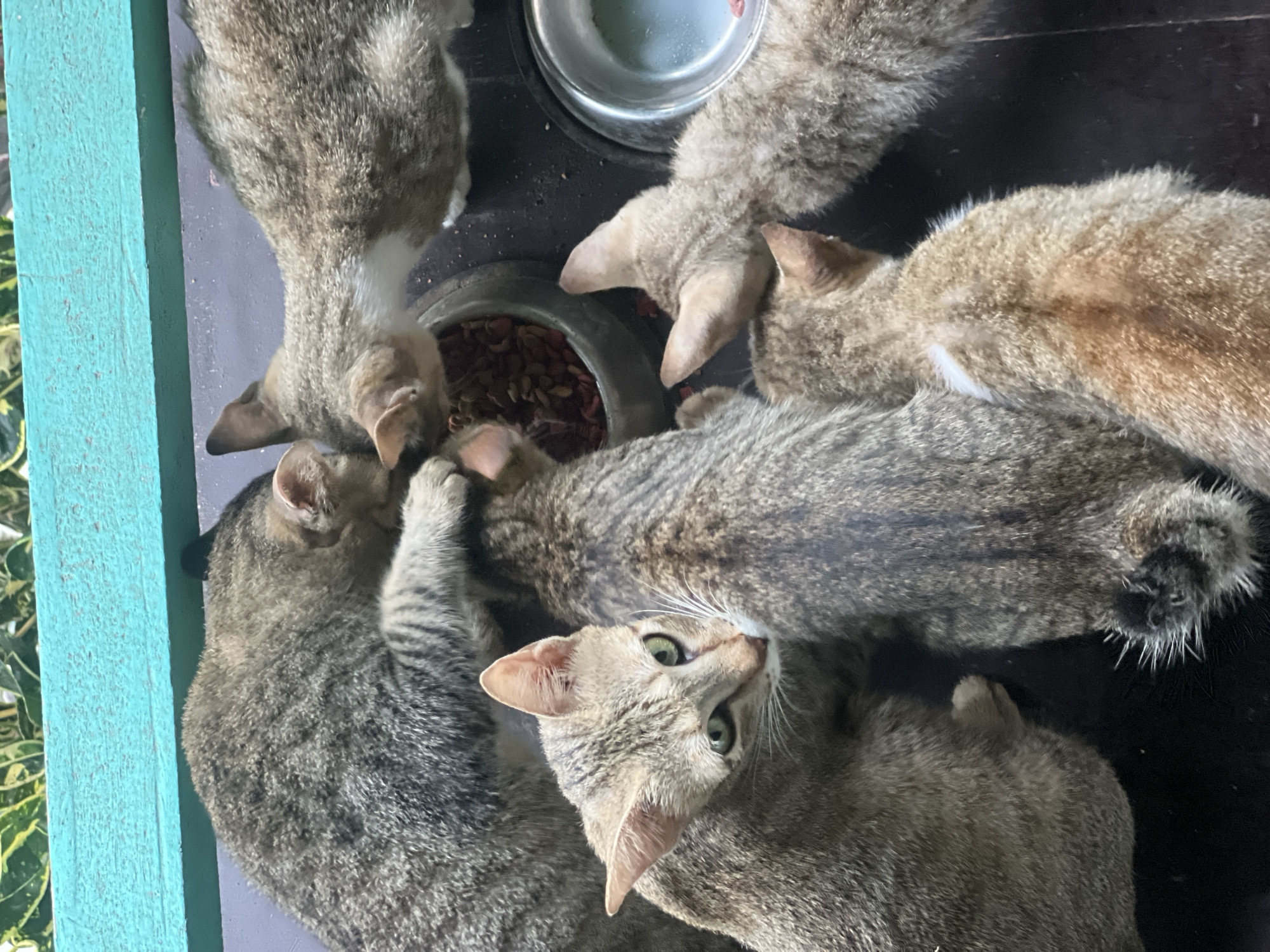 Tabby cats crowd around food bowls in General Luna