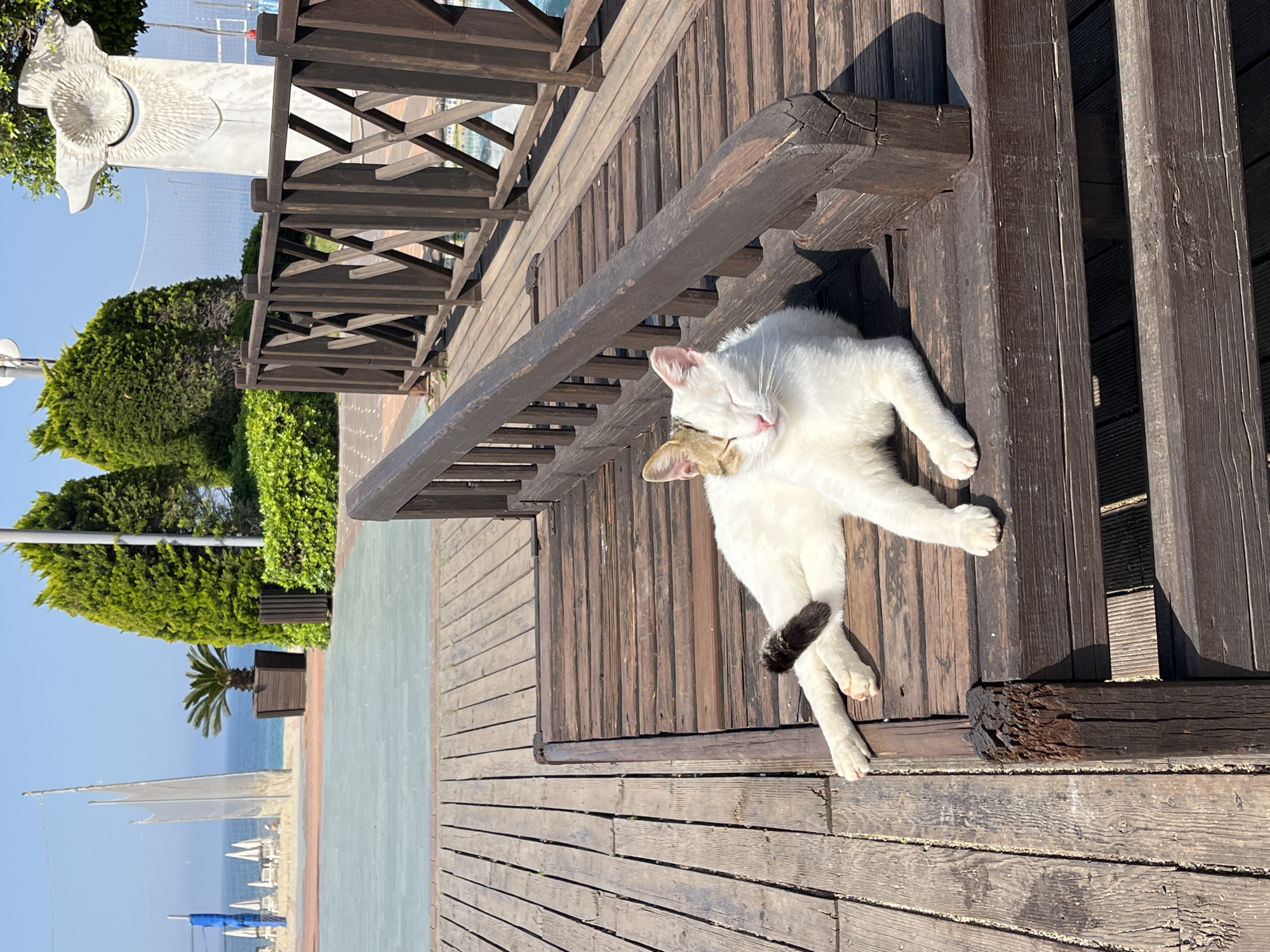 Cats gather for morning meal, rest on Alanya boardwalk