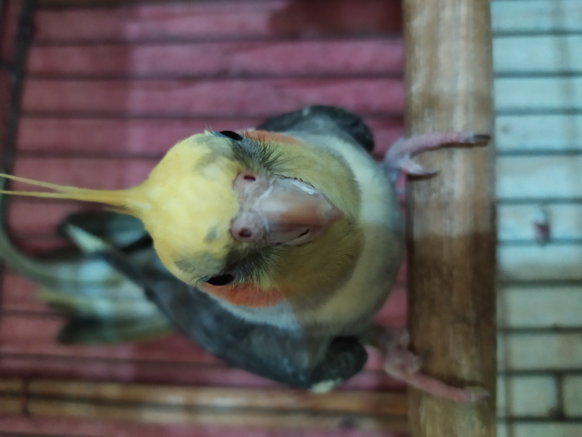 Cockatiel in a cage, multiple angles, Bilajari