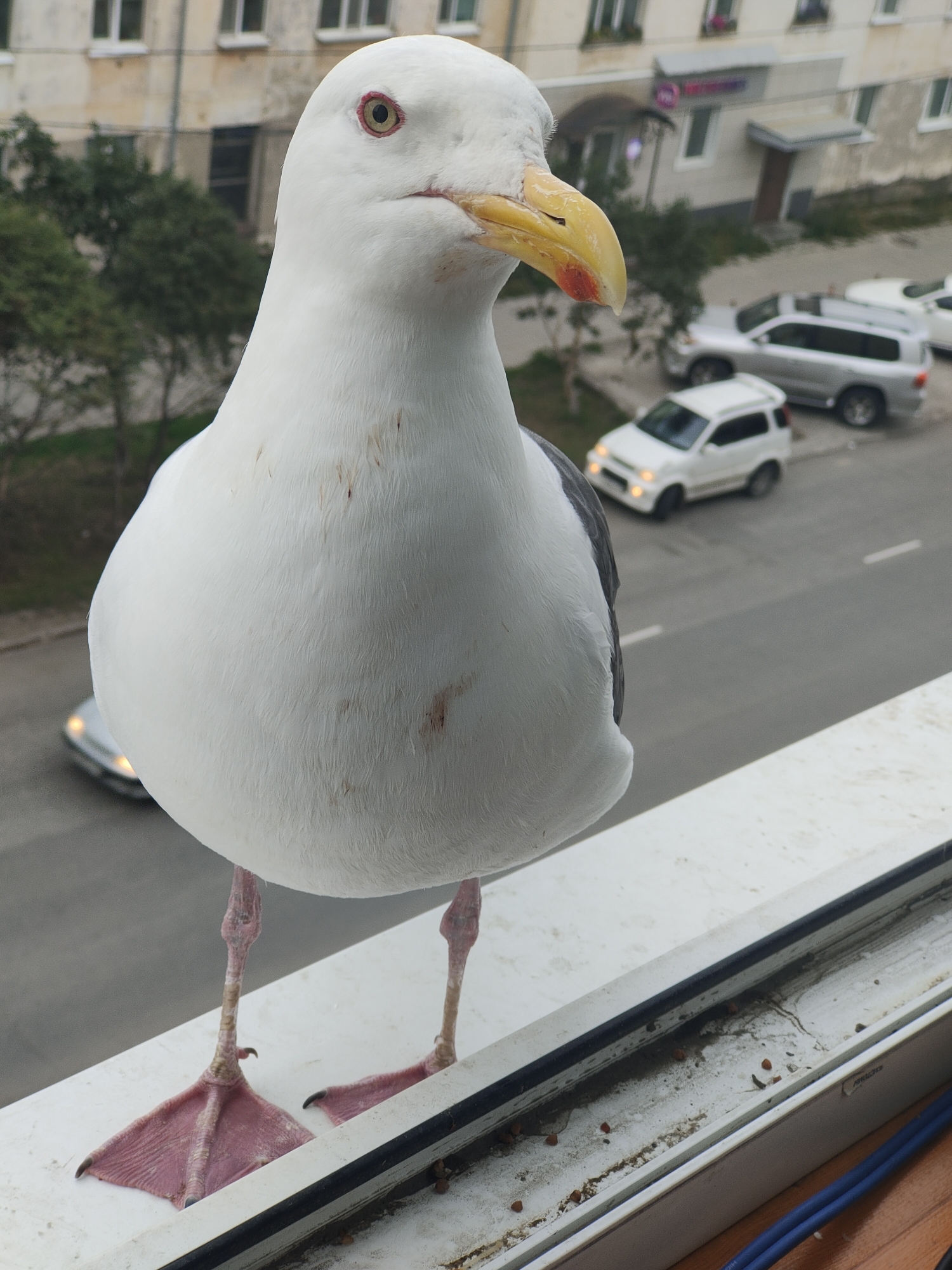 Seagull visits a Magadan apartment windowsill and gets fed.
