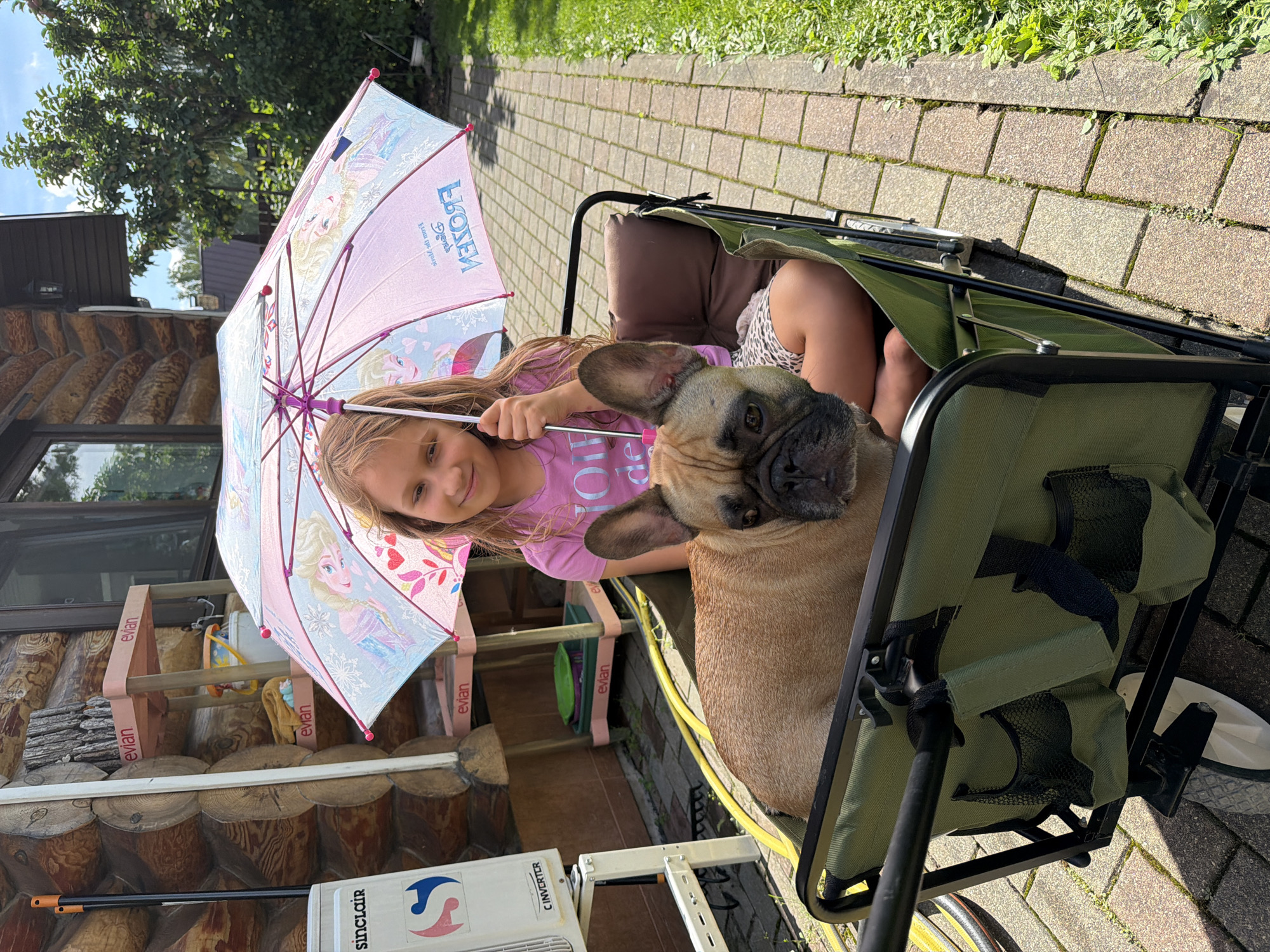 French bulldog cruises a Latvian backyard in a green wagon
