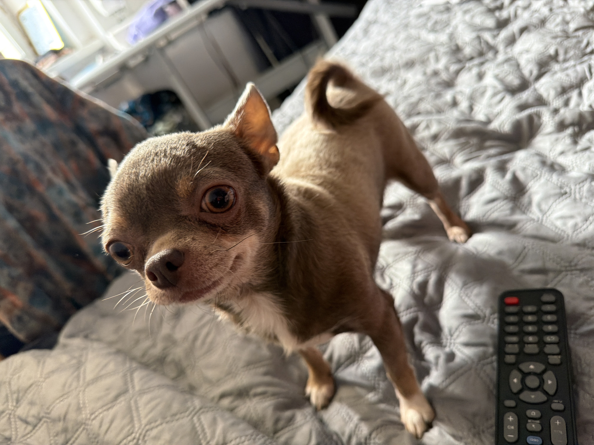 Brown chihuahua spotted on bedspread in Saint Petersburg apartment