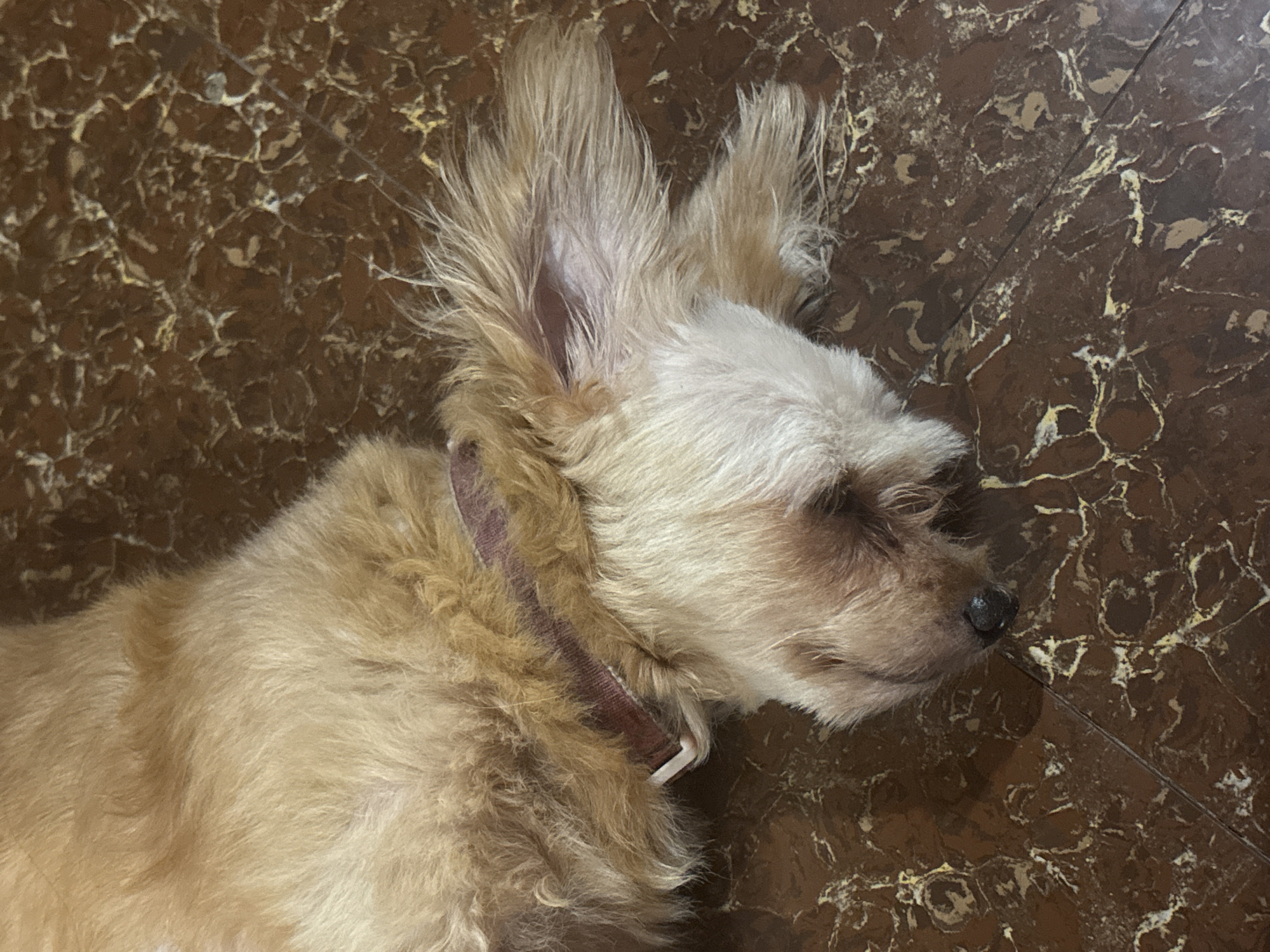 Golden dog napping on marbled tile floor in Davao City