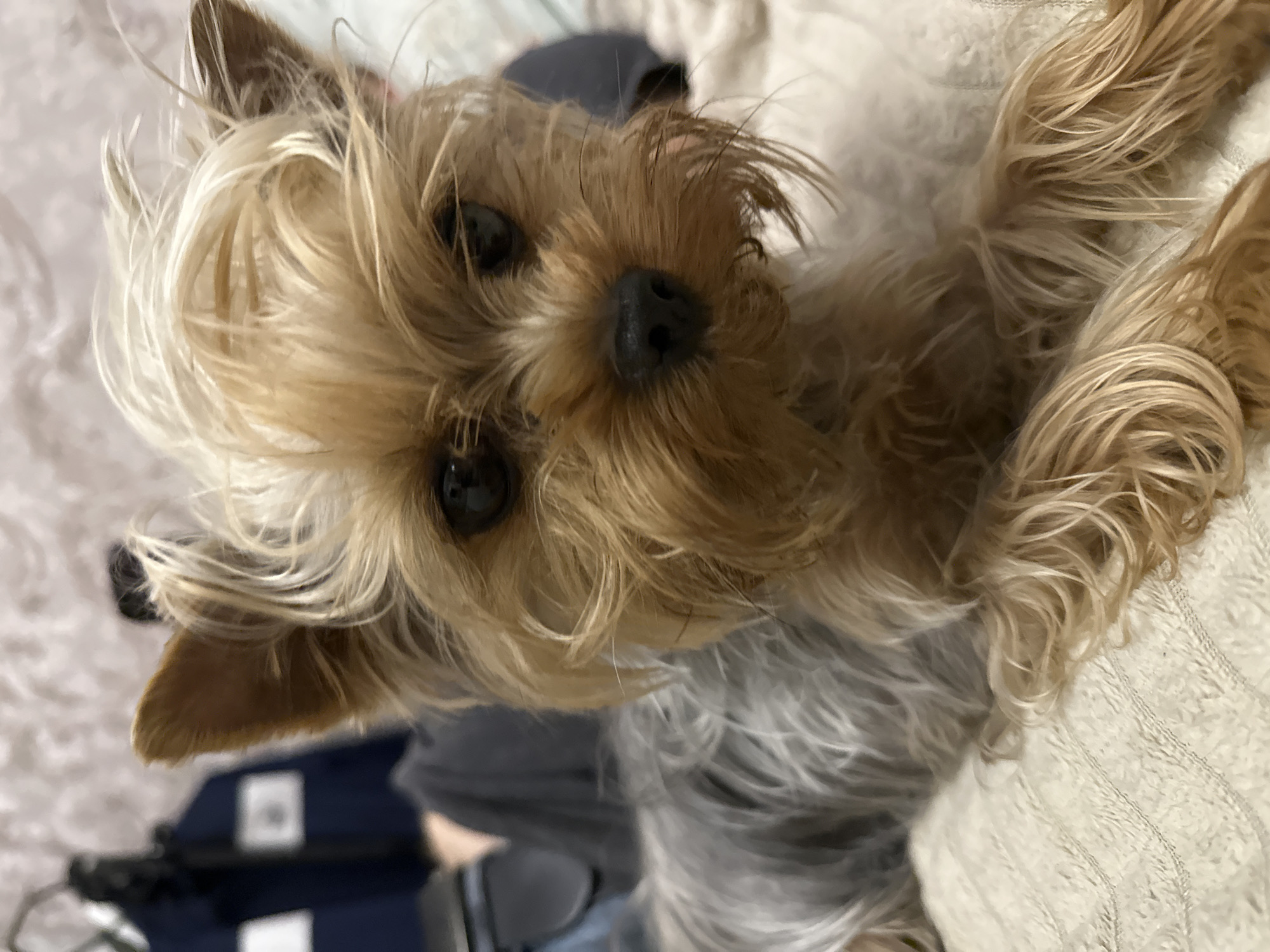 Yorkshire Terrier enjoys quiet evening at home in Russia